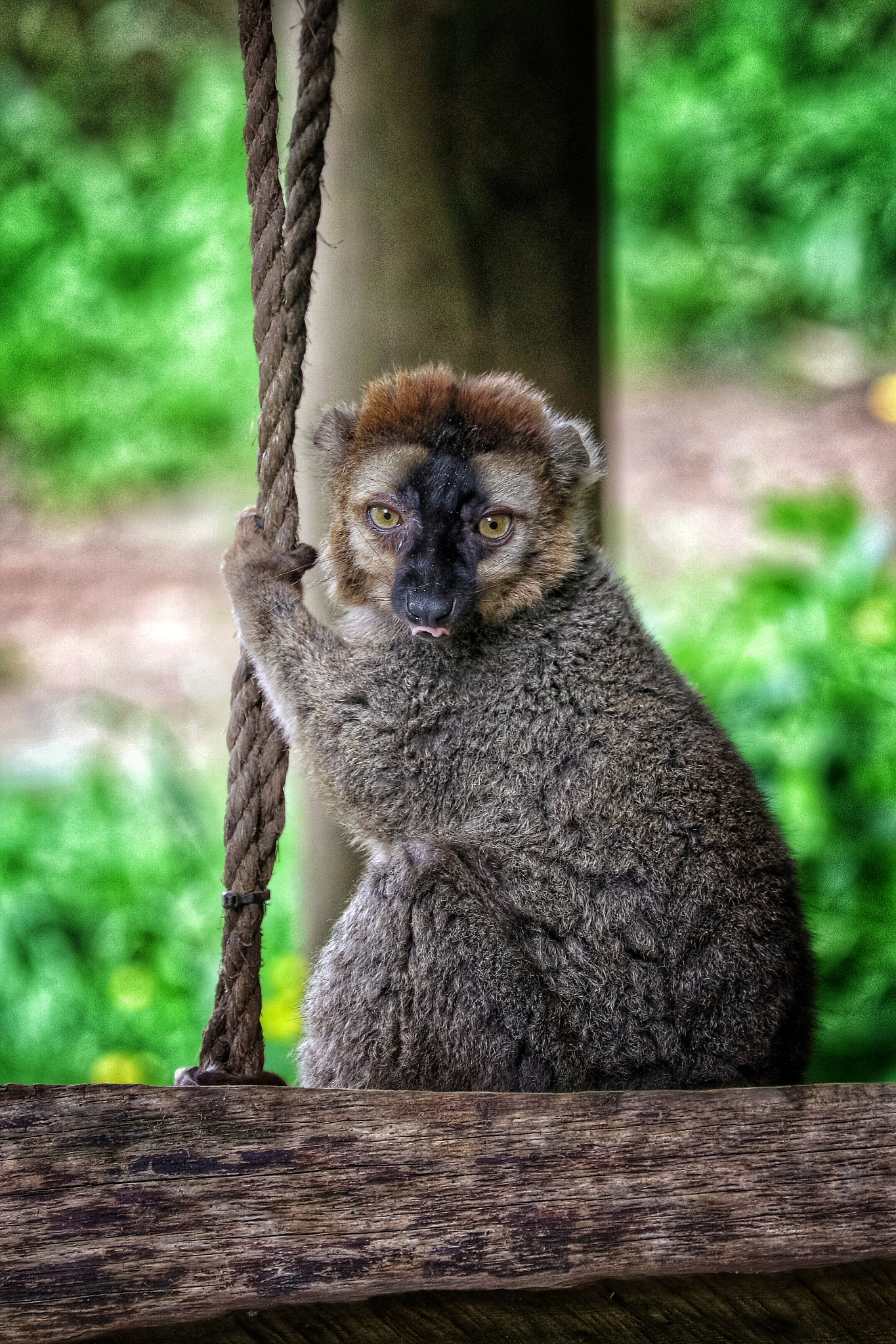 Canon EF 70-300mm F4-5.6L IS USM sample photo. Safari photography