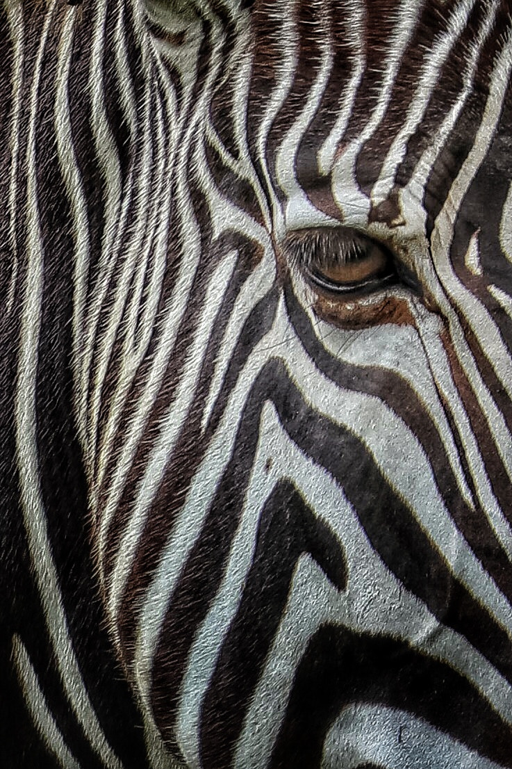 Canon EF 70-300mm F4-5.6L IS USM sample photo. Safari photography