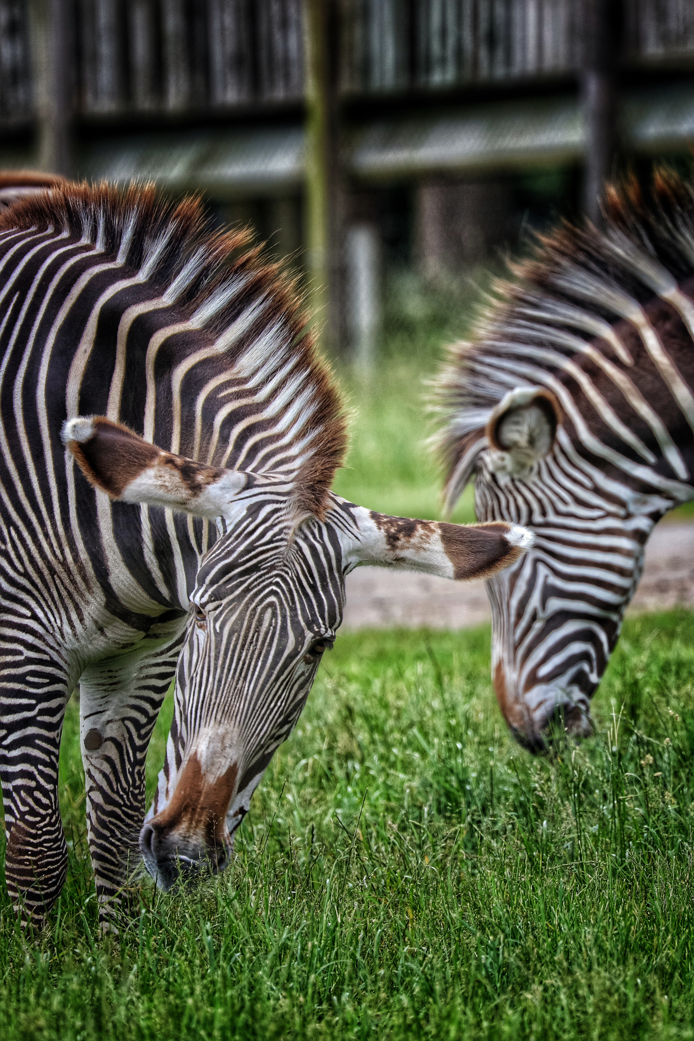 Canon EF 70-300mm F4-5.6L IS USM sample photo. Safari photography