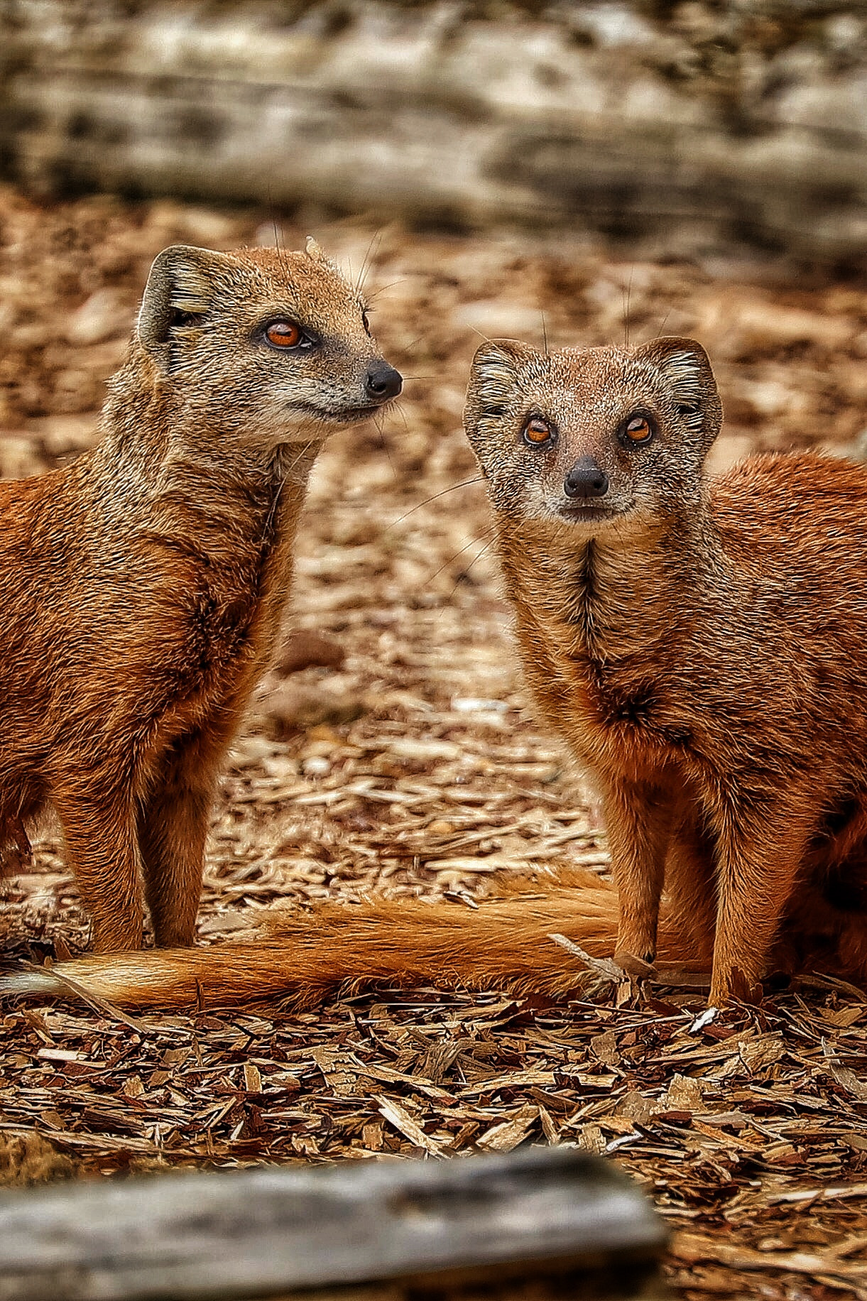 Canon EF 70-300mm F4-5.6L IS USM sample photo. Safari photography
