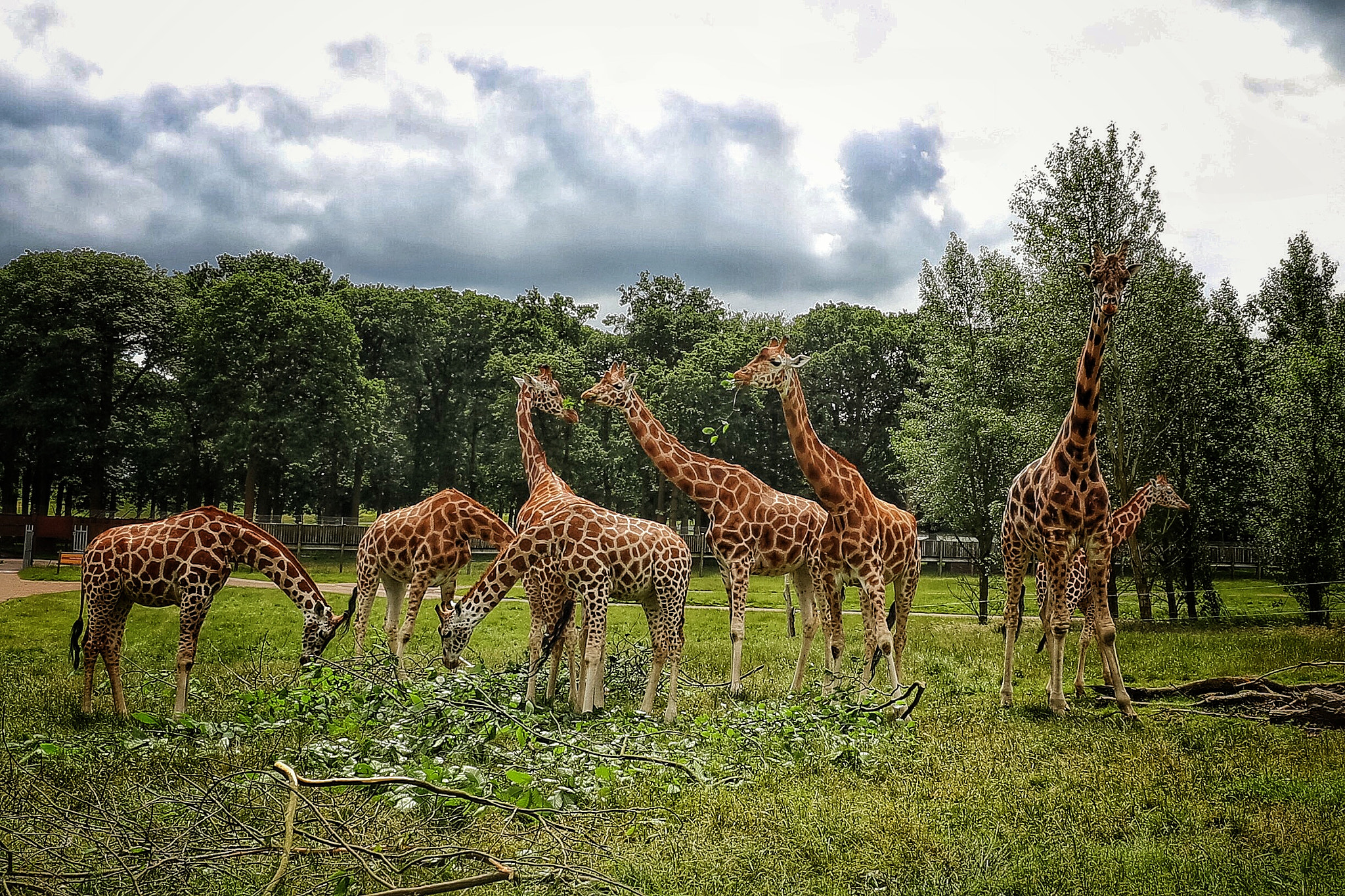 Canon EF 11-24mm F4L USM sample photo. Safari photography