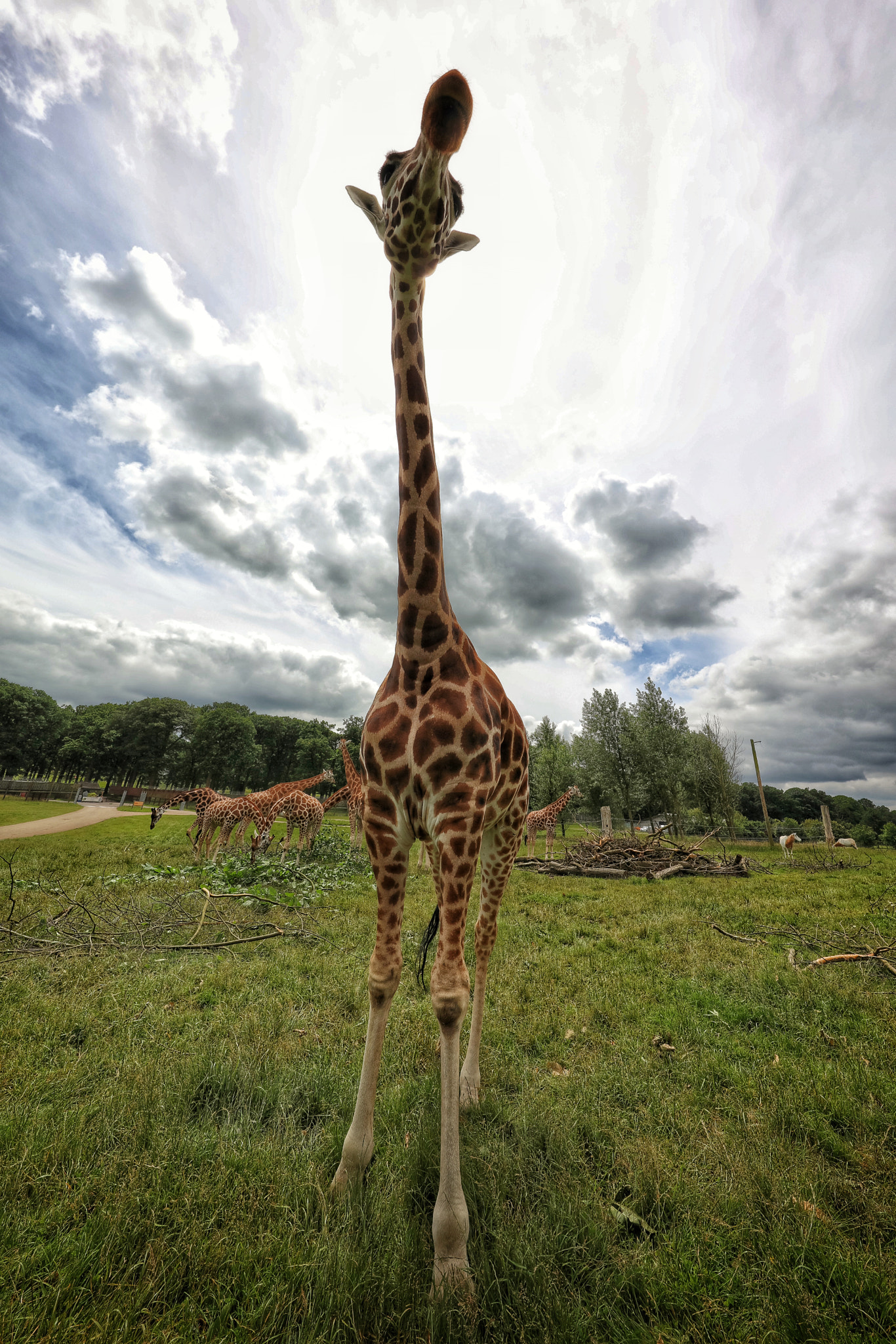 Canon EOS 5DS R + Canon EF 11-24mm F4L USM sample photo. Safari photography
