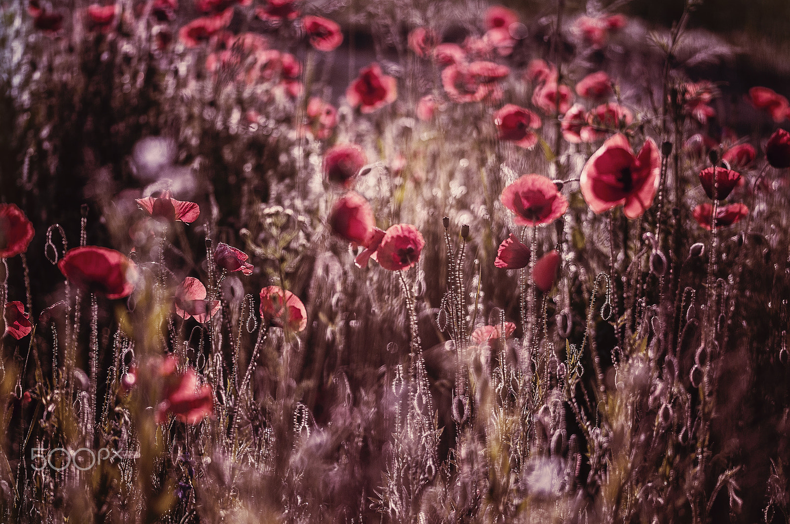 Sigma 105mm F2.8 EX DG OS HSM sample photo. Crowd of poppies photography