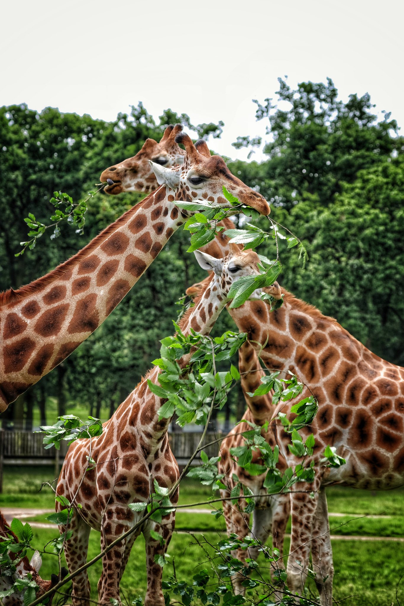 Canon EF 70-300mm F4-5.6L IS USM sample photo. Safari photography
