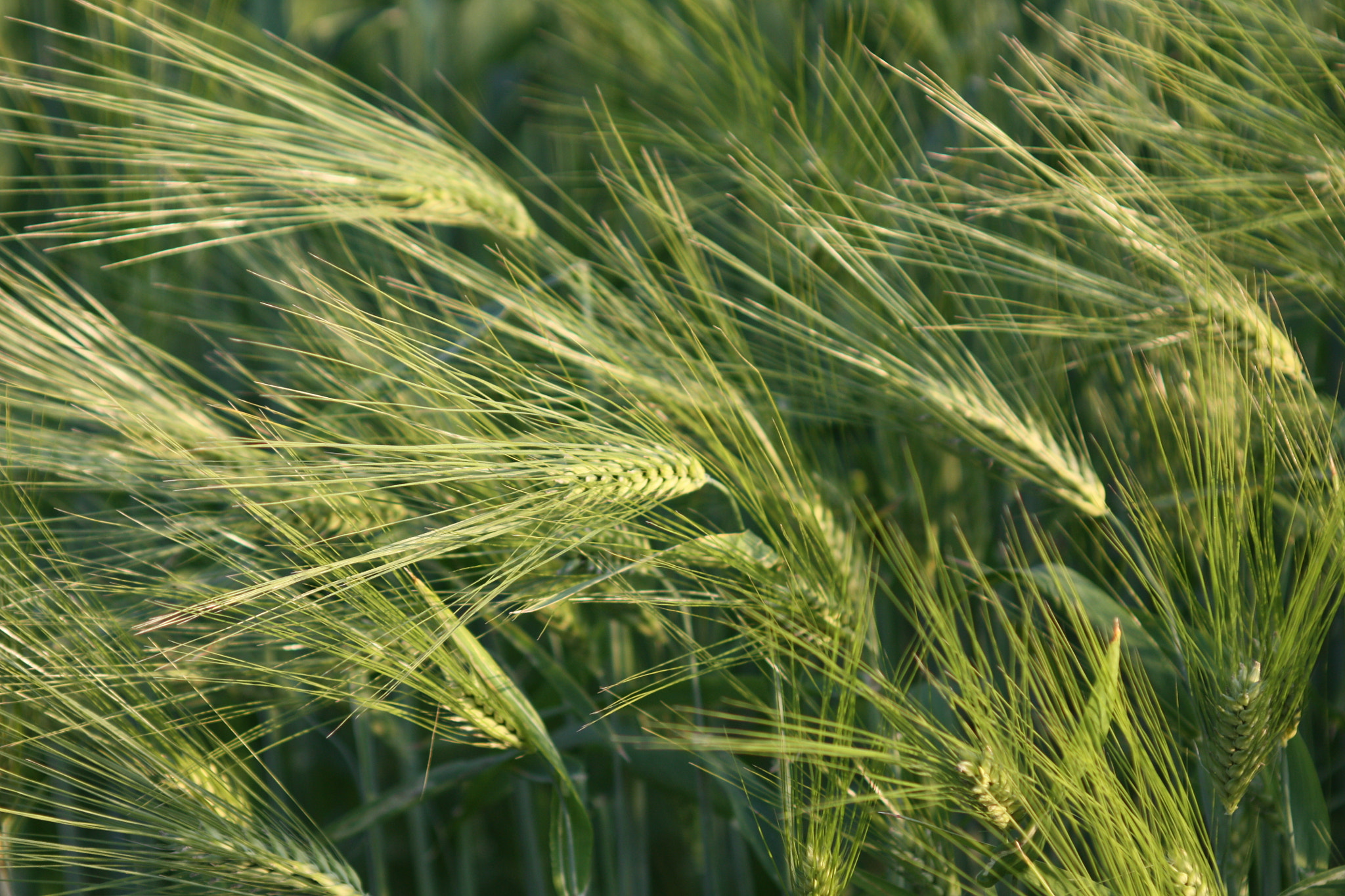 Canon EF 80-200mm F4.5-5.6 II sample photo. Norwegian barley 1 photography