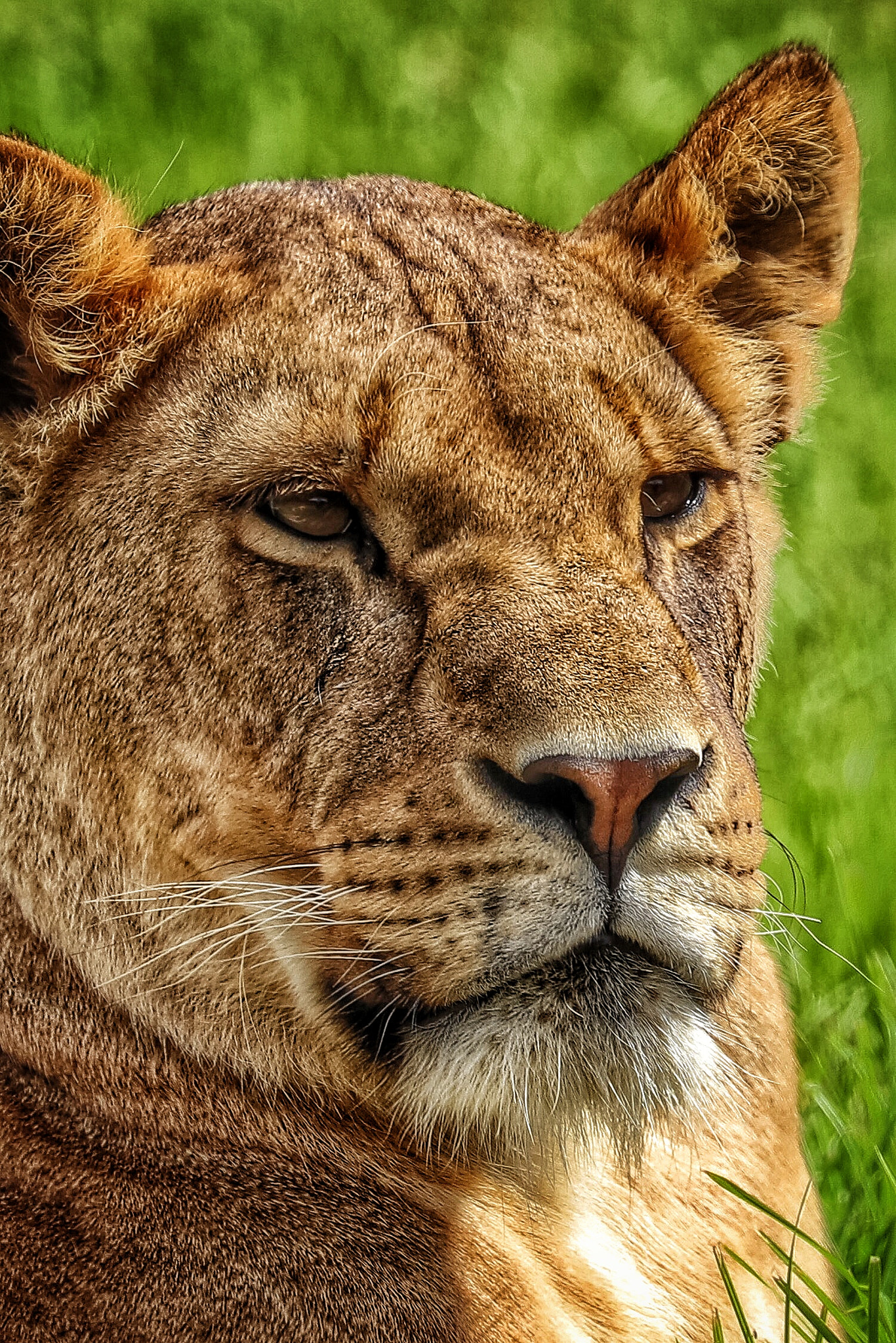 Canon EF 70-300mm F4-5.6L IS USM sample photo. Safari photography