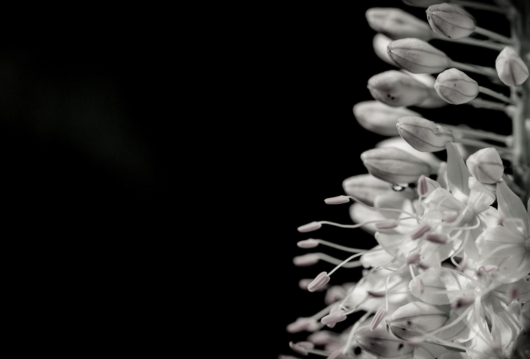 Canon EF 180mm F3.5L Macro USM sample photo. B/w blossom ii photography