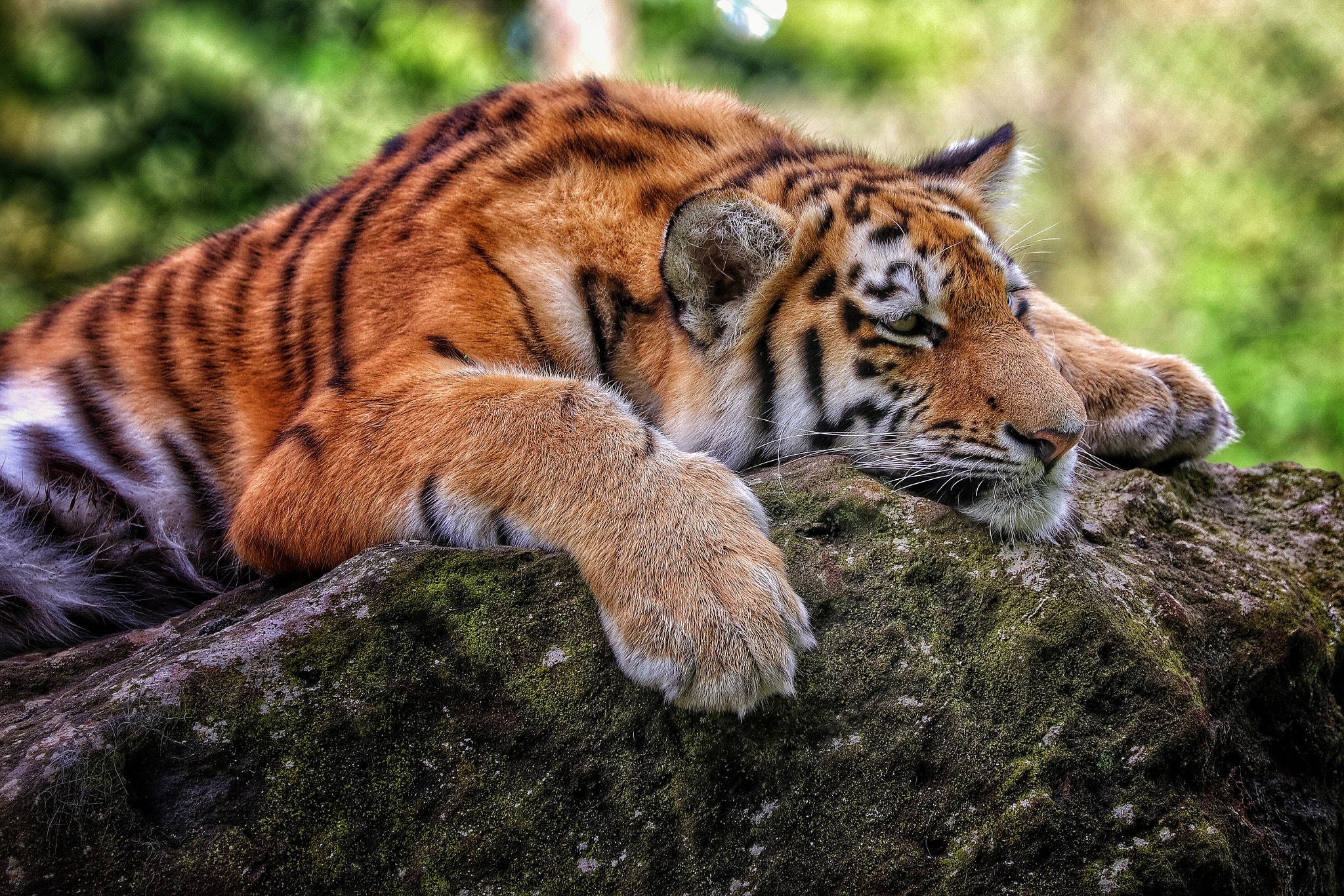 Canon EF 70-300mm F4-5.6L IS USM sample photo. Safari photography