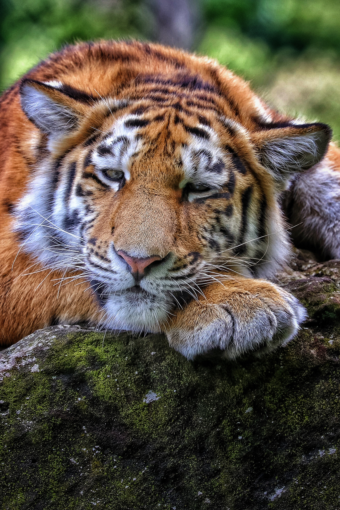 Canon EF 70-300mm F4-5.6L IS USM sample photo. Safari photography