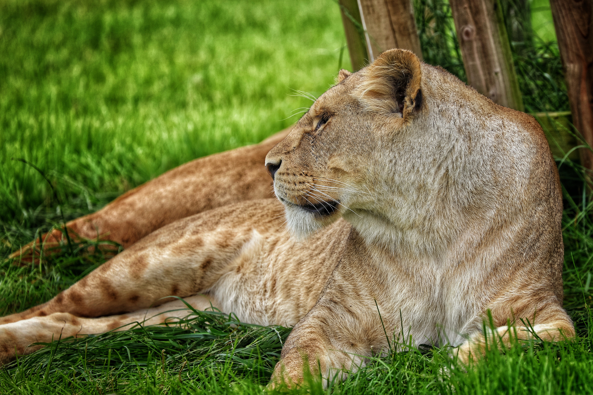 Canon EF 70-300mm F4-5.6L IS USM sample photo. Safari photography