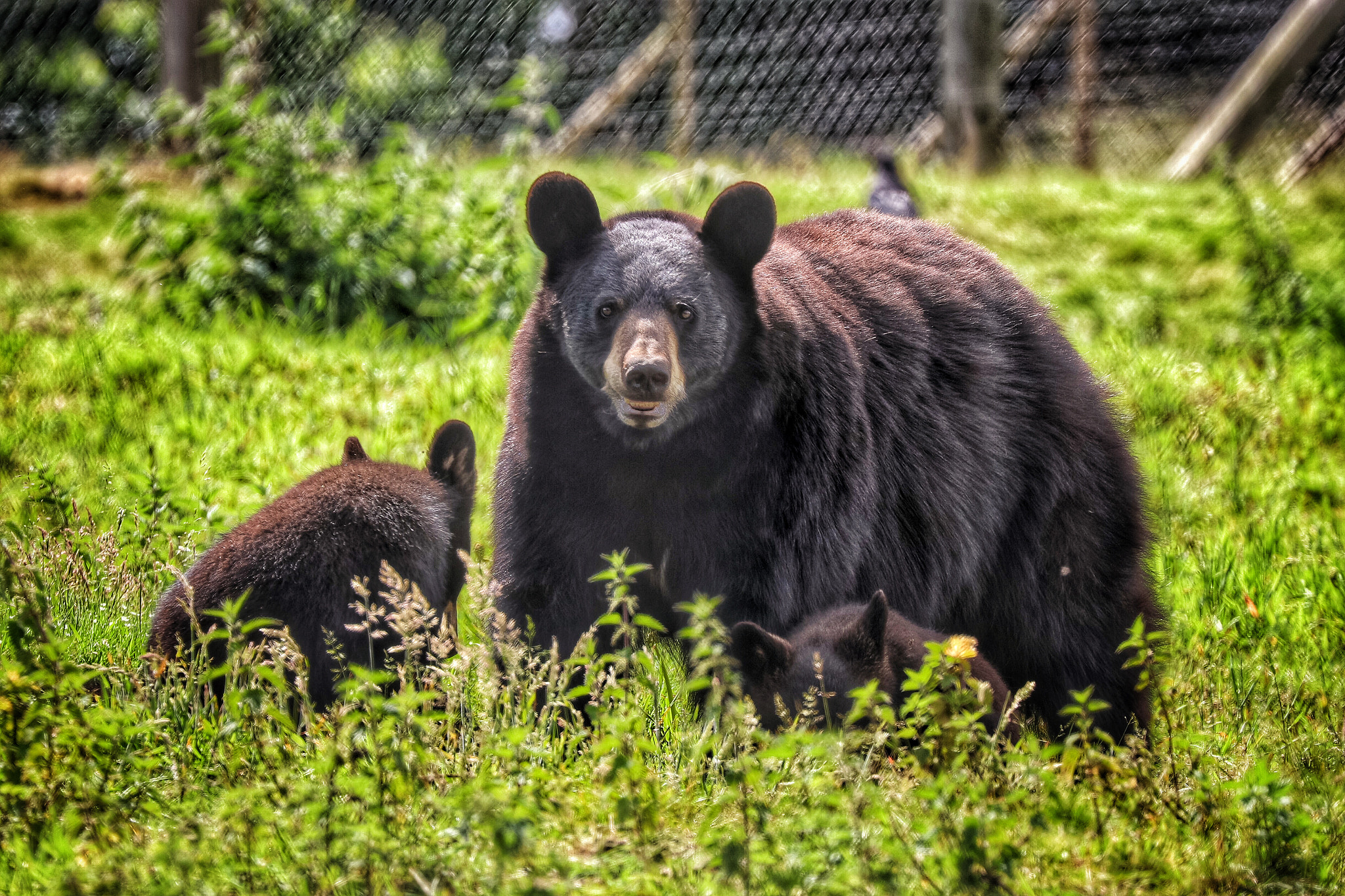 Canon EOS 5DS R + Canon EF 70-300mm F4-5.6L IS USM sample photo. Safari photography