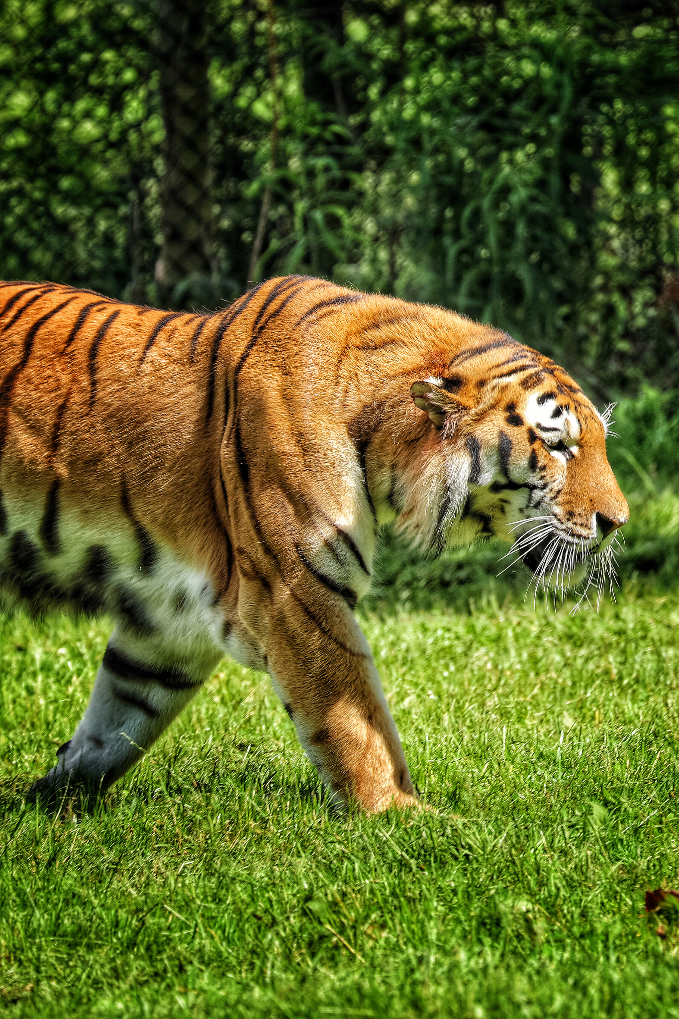 Canon EF 70-300mm F4-5.6L IS USM sample photo. Safari photography