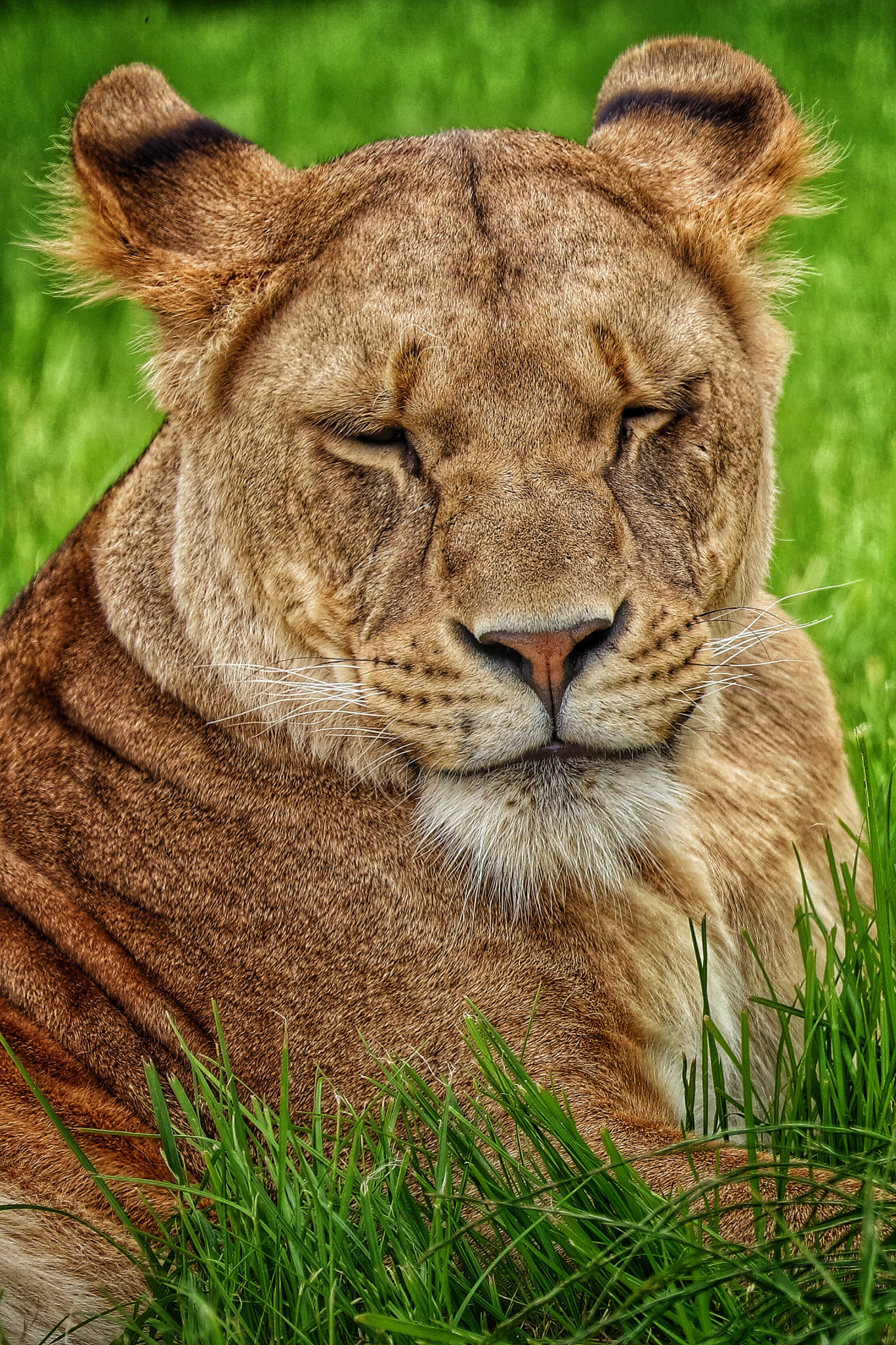 Canon EF 70-300mm F4-5.6L IS USM sample photo. Safari photography