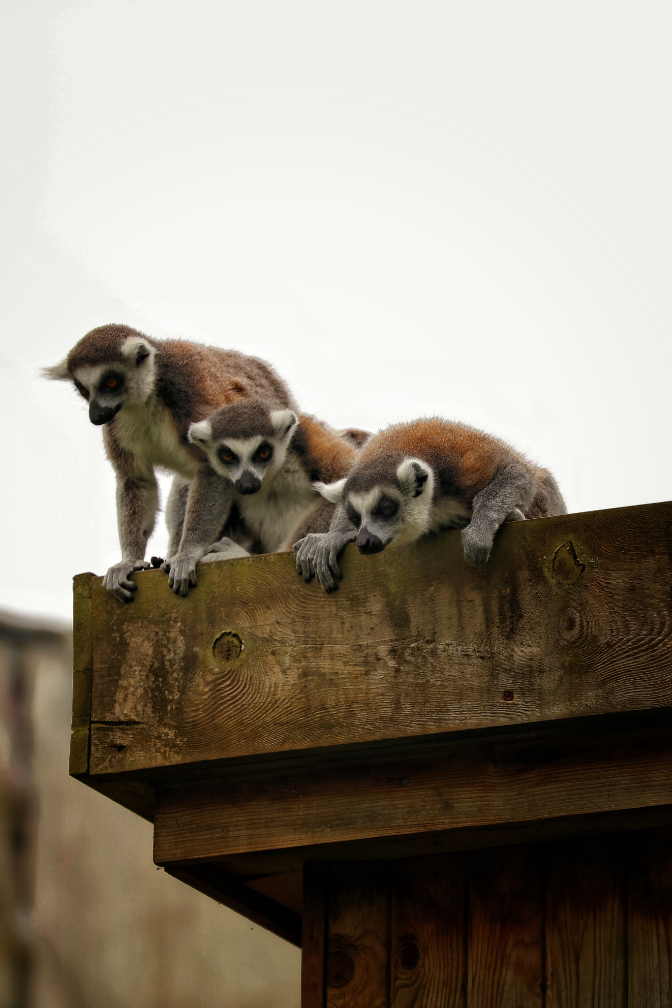 Canon EF 70-300mm F4-5.6L IS USM sample photo. Safari photography