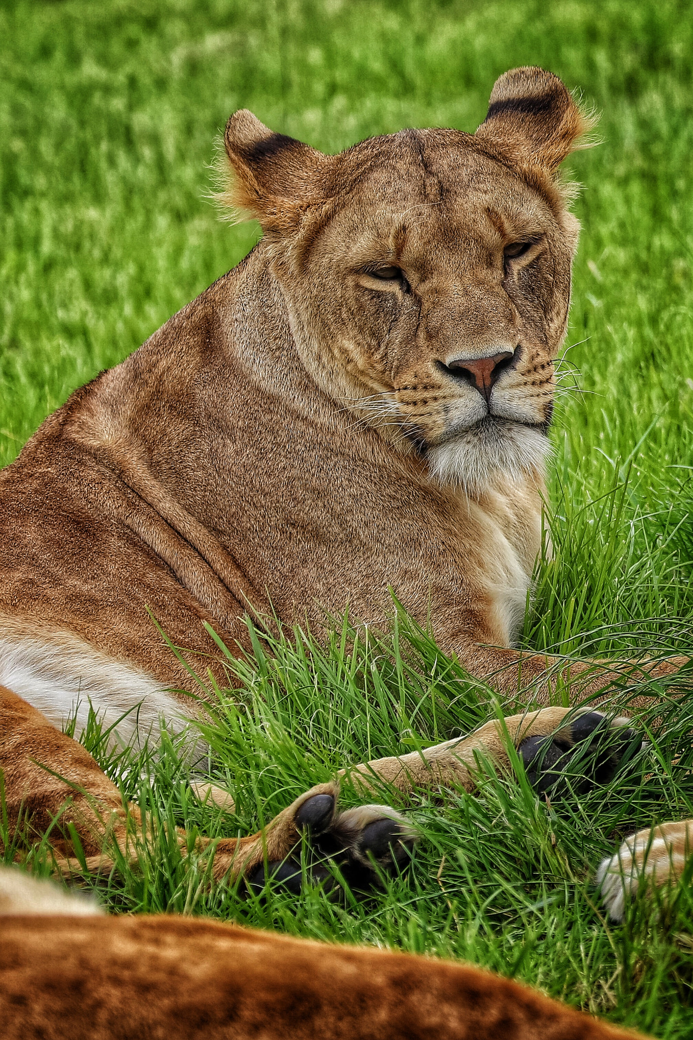 Canon EF 70-300mm F4-5.6L IS USM sample photo. Safari photography