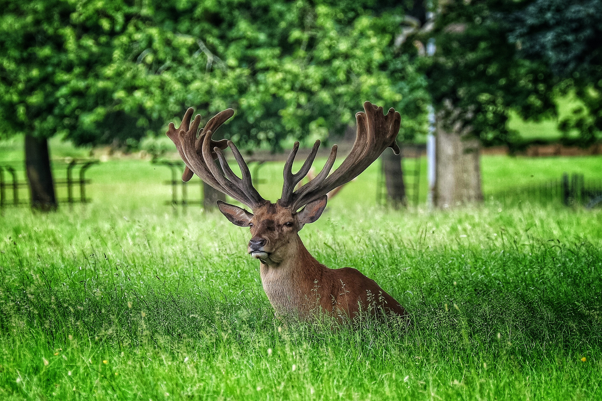 Canon EF 70-300mm F4-5.6L IS USM sample photo. Safari photography