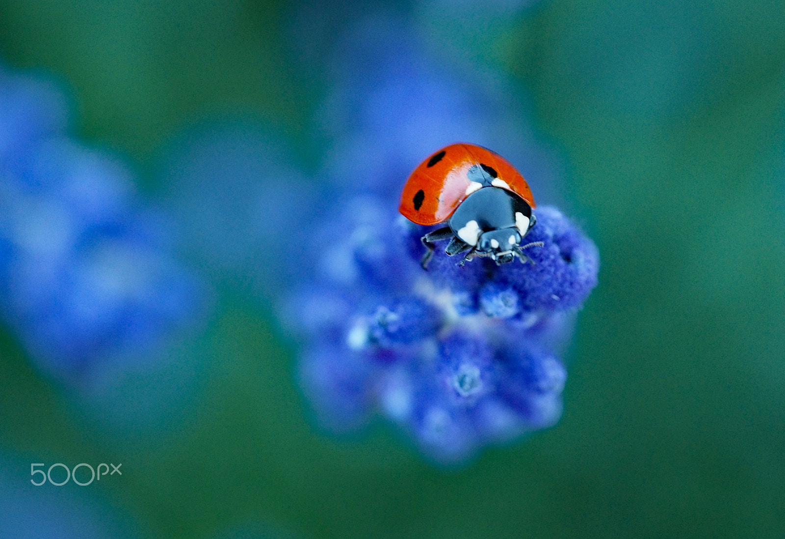Panasonic Leica DG Macro-Elmarit 45mm F2.8 ASPH OIS sample photo. Hi there! photography