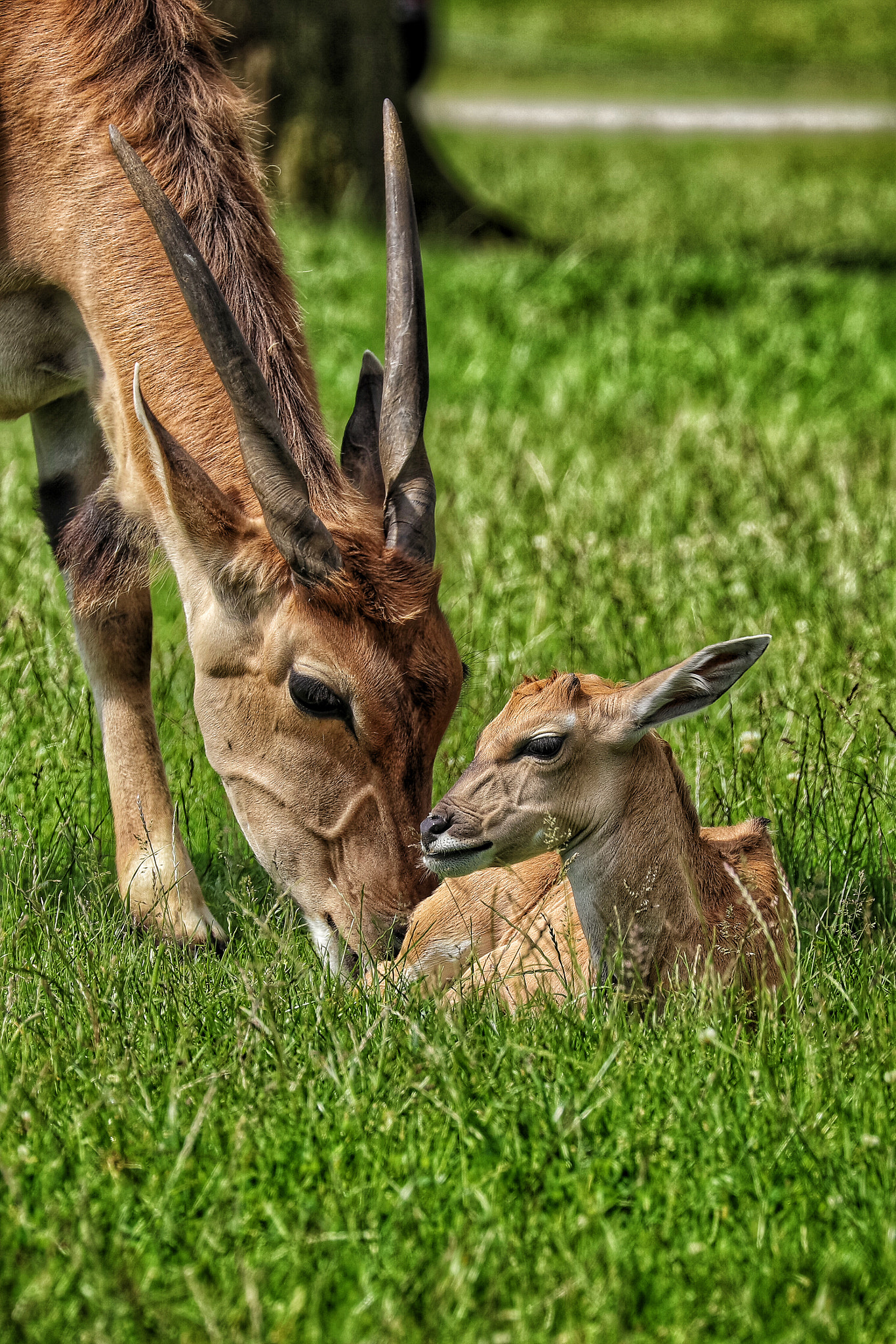 Canon EF 70-300mm F4-5.6L IS USM sample photo. Safari photography