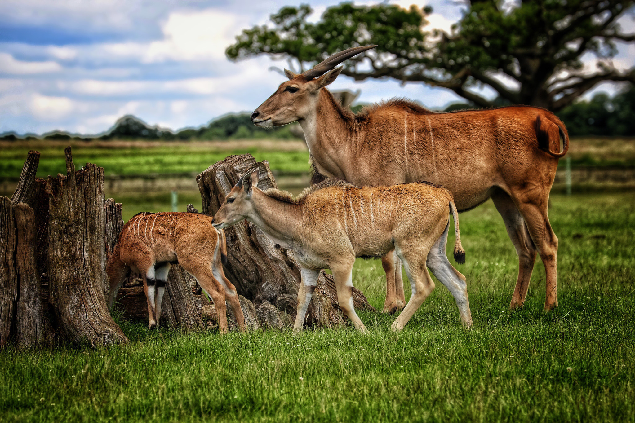 Canon EF 70-300mm F4-5.6L IS USM sample photo. Safari photography
