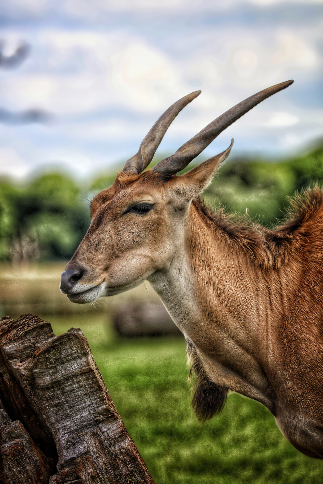 Canon EF 70-300mm F4-5.6L IS USM sample photo. Safari photography