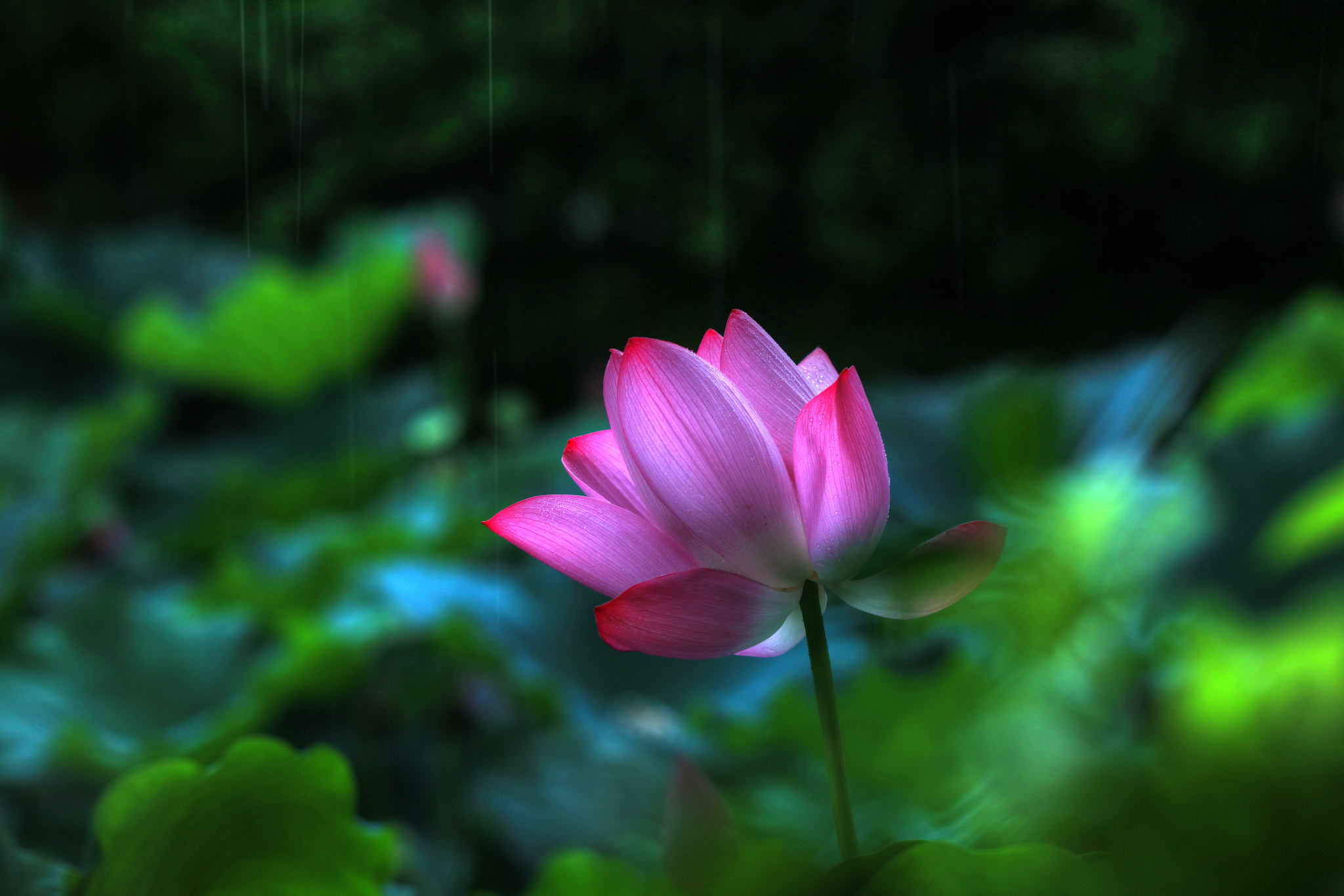 Tamron SP 150-600mm F5-6.3 Di VC USD sample photo. Raining day photography
