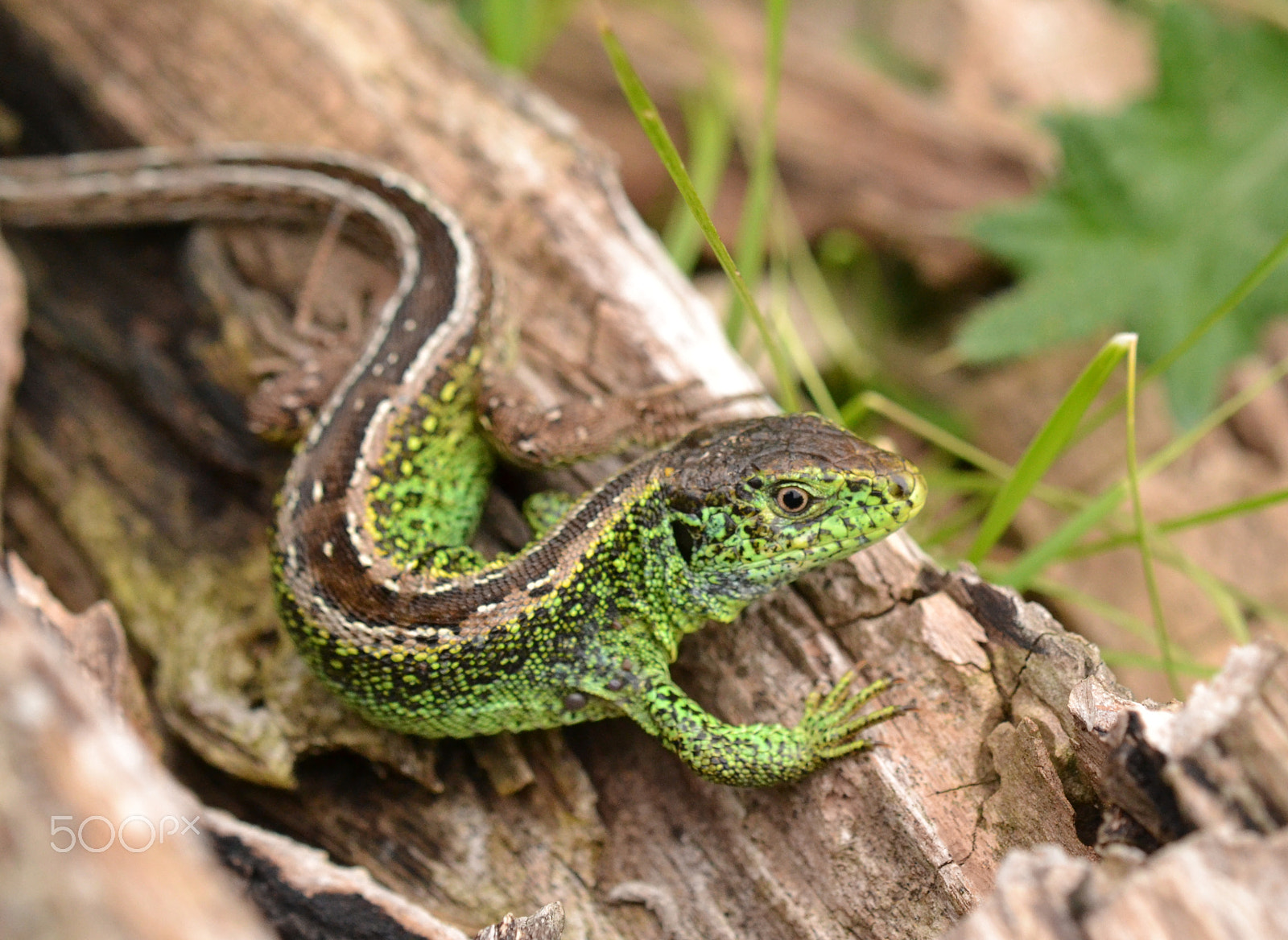 Nikon AF-S DX Micro-Nikkor 85mm F3.5G ED VR sample photo. Sand lizard (lacerta agilis) photography