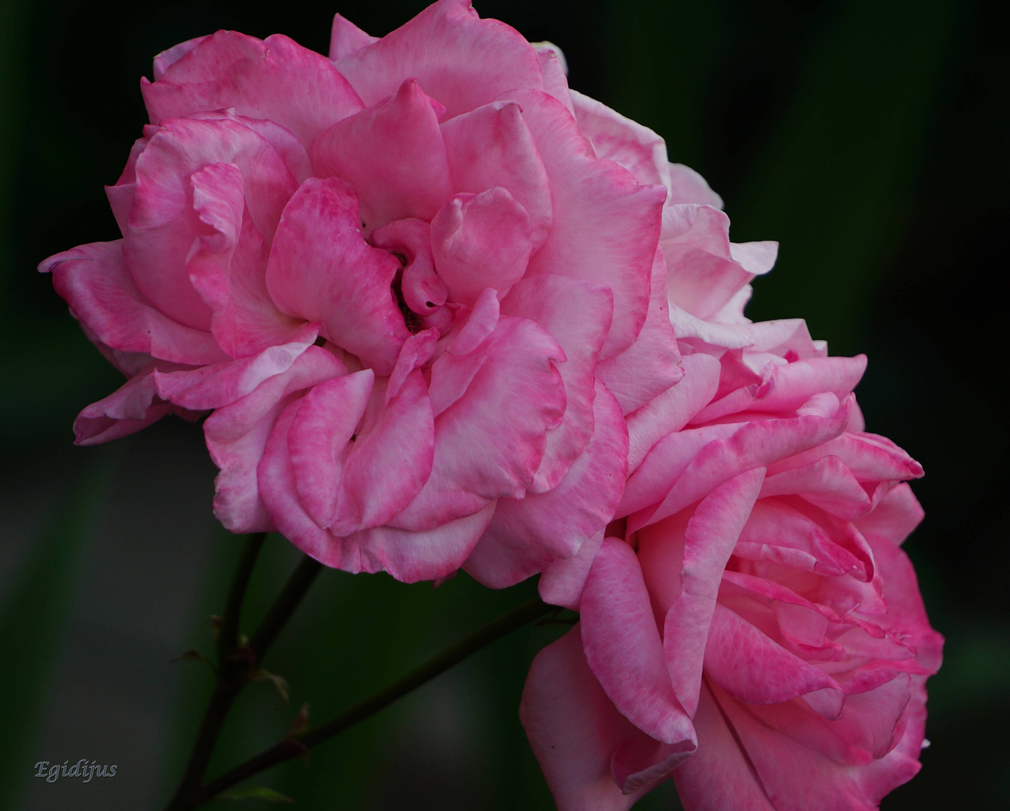 Sony E 55-210mm F4.5-6.3 OSS sample photo. Roze photography