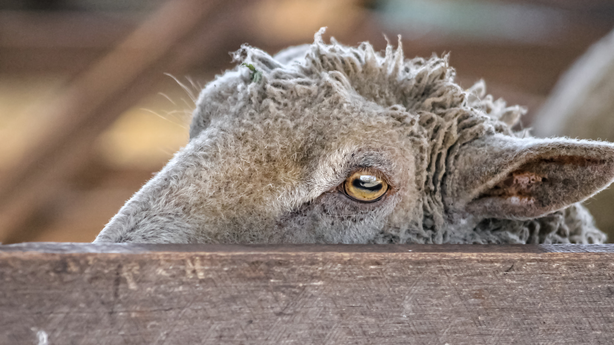 Canon EF 75-300mm f/4-5.6 USM sample photo. Over the fence photography