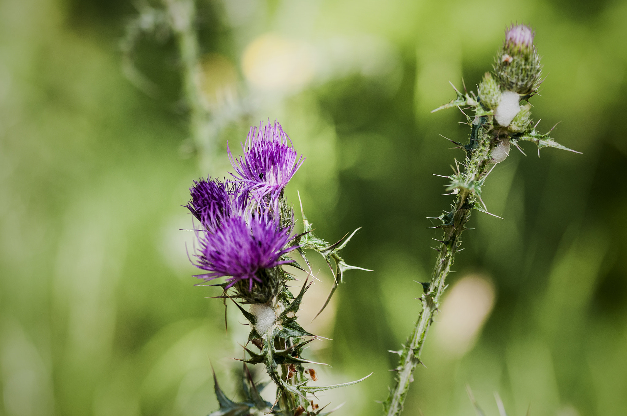 Sigma 105mm F2.8 EX DG OS HSM sample photo. Cardos photography