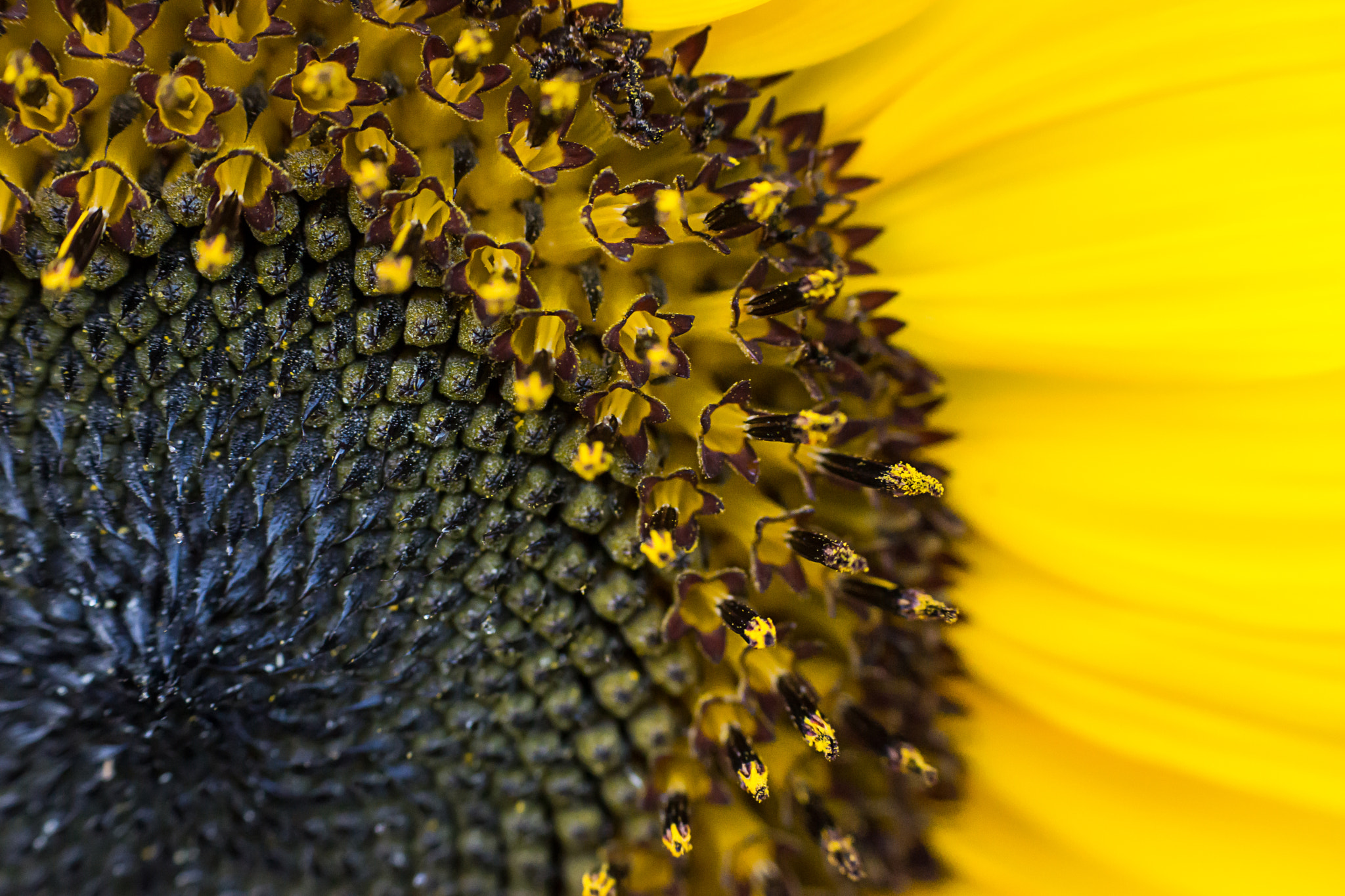 Sony SLT-A77 sample photo. Sunflower  photography