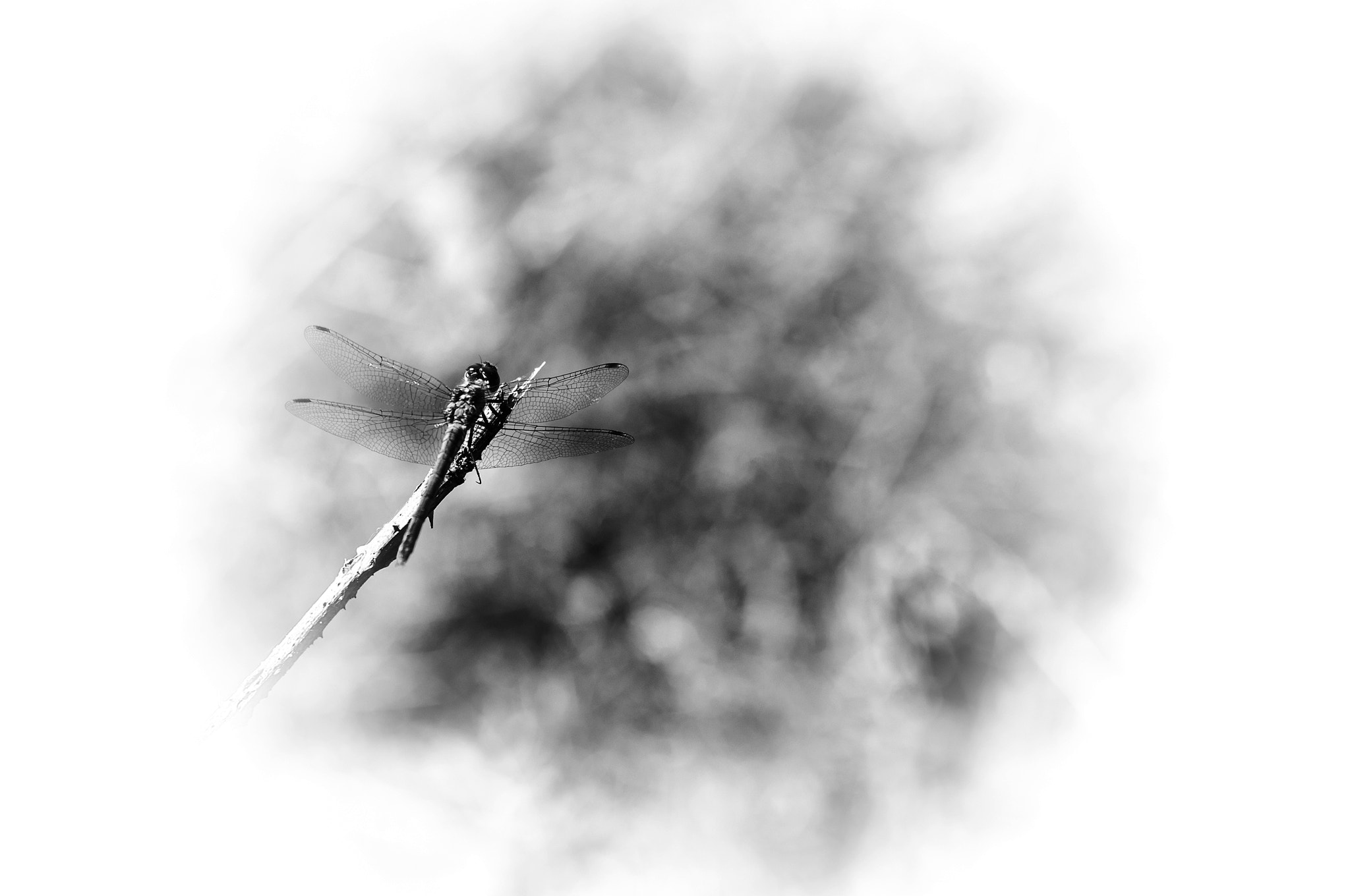 Sigma 105mm F2.8 EX DG OS HSM sample photo. Li photography
