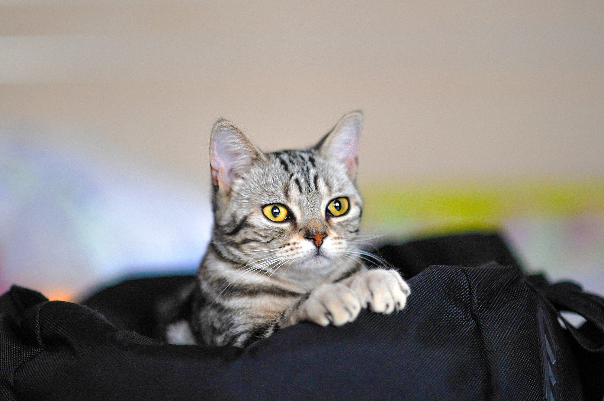 Nikon D700 + AF DC-Nikkor 135mm f/2 sample photo