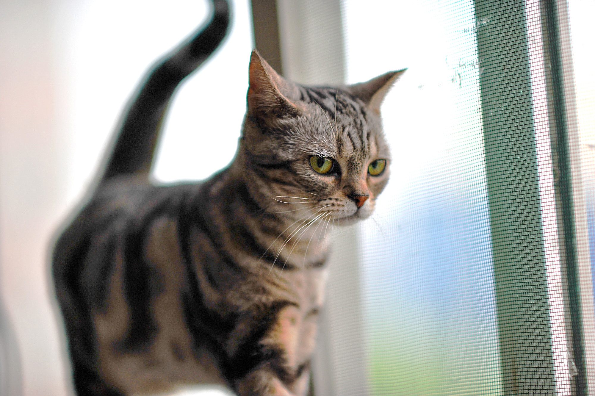 Nikon D700 + AF DC-Nikkor 135mm f/2 sample photo