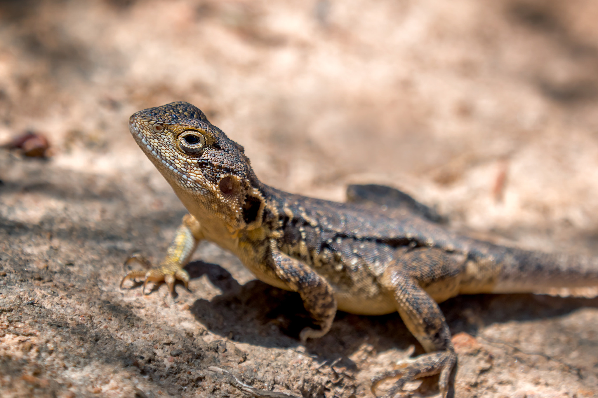 Olympus OM-D E-M10 + Olympus M.Zuiko Digital ED 40-150mm F2.8 Pro sample photo. Lizard photography