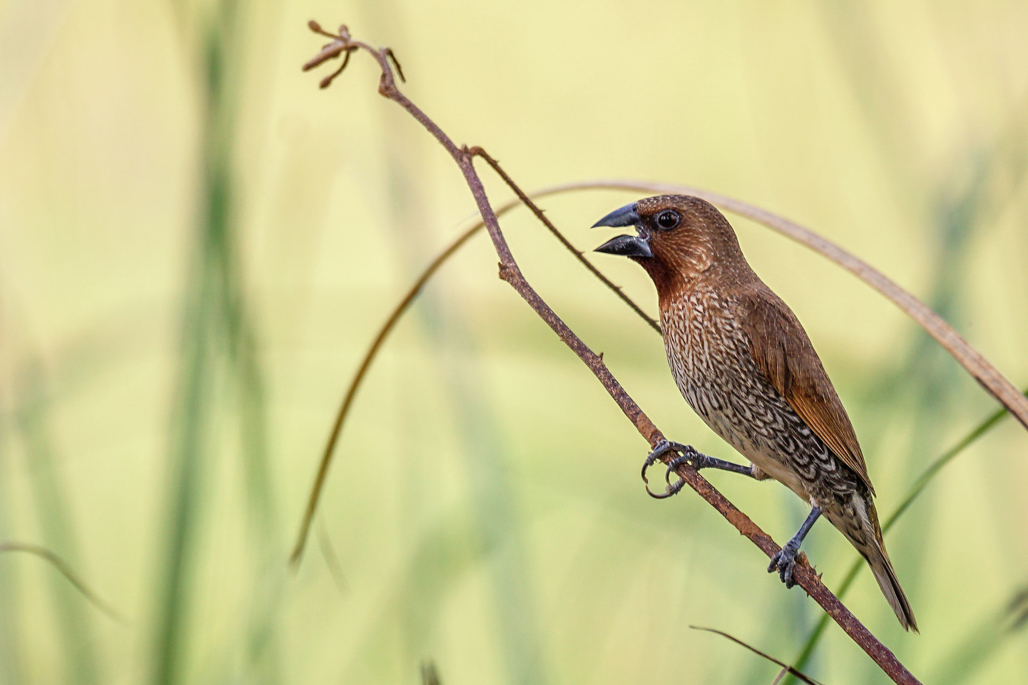Sony 70-300mm F4.5-5.6 G SSM sample photo. Scaly-breasted munia photography