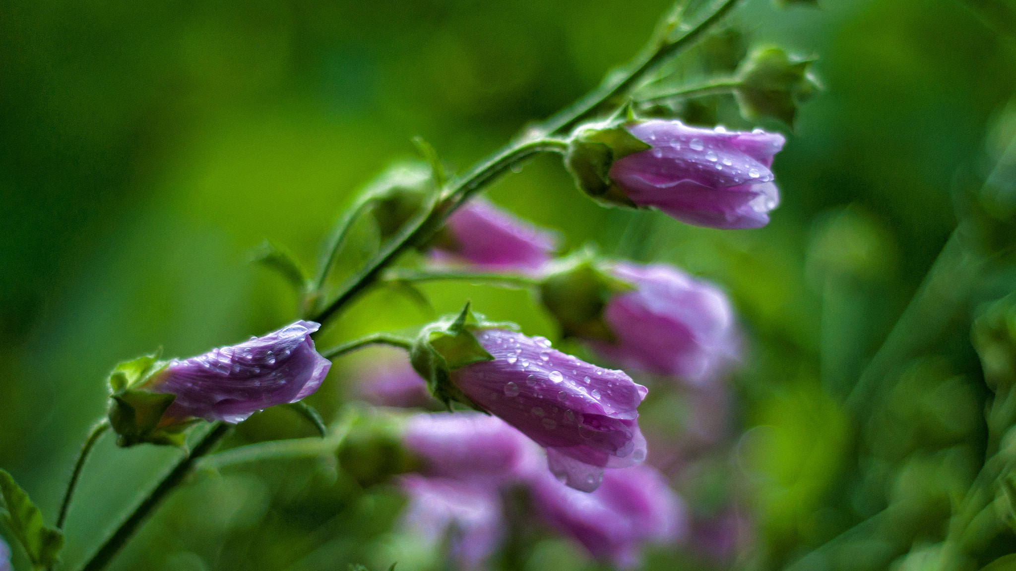 Nikon D5000 + Nikon AF Nikkor 50mm F1.8D sample photo. Blue rainy bells photography