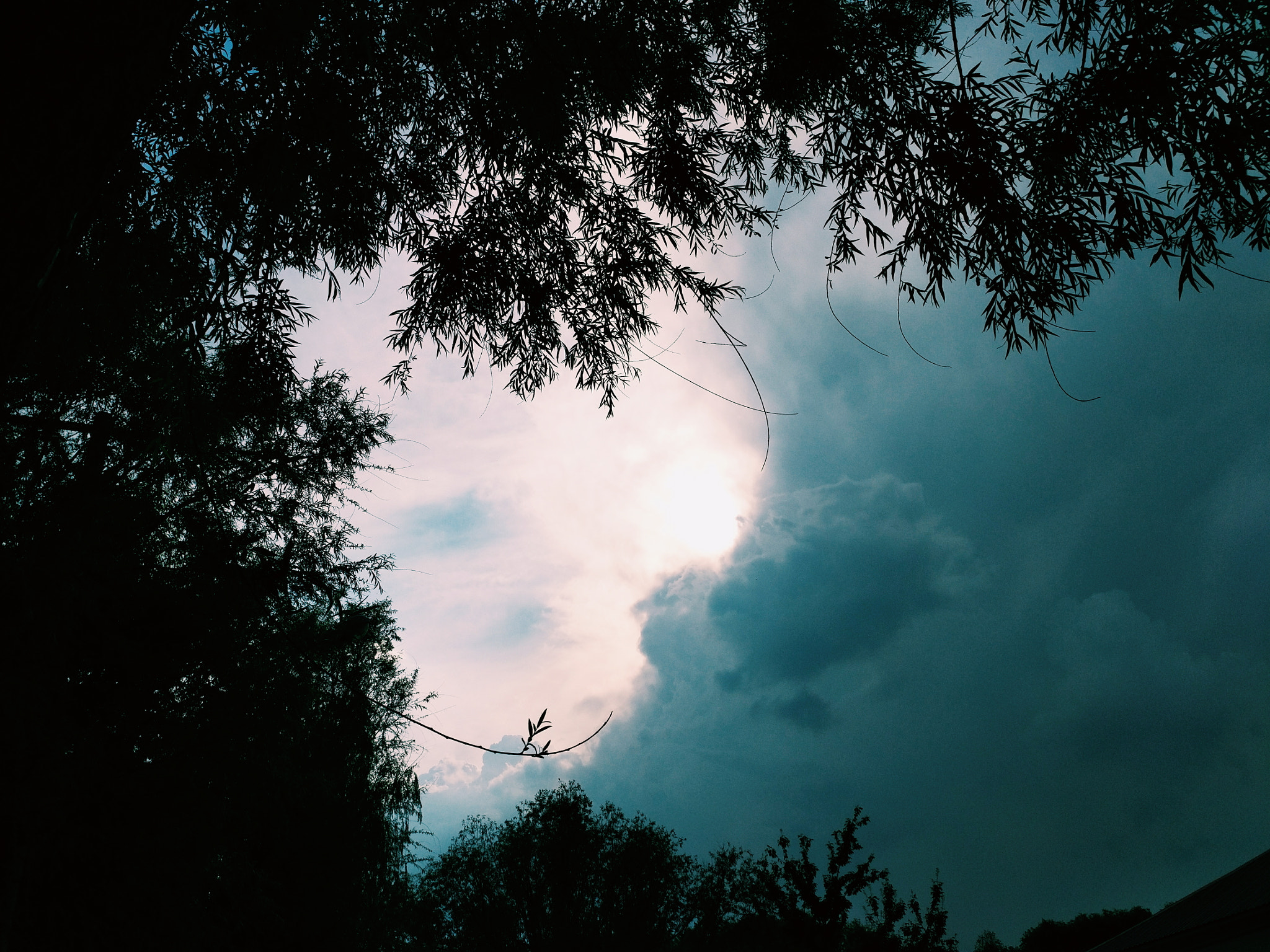 vivo X6SPLUS D sample photo. Cloud and tree. photography