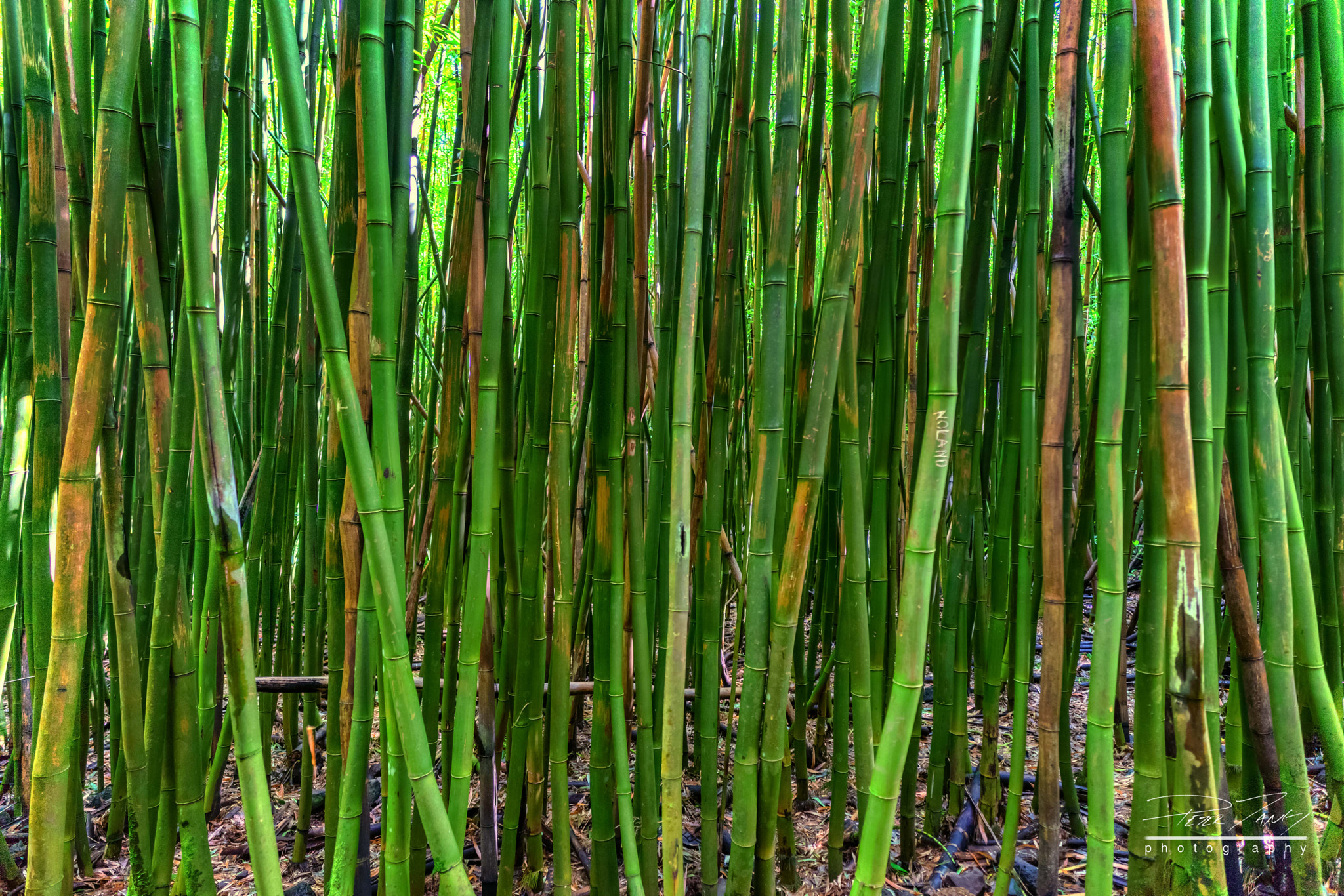 ZEISS Batis 18mm F2.8 sample photo. Bamboo trees photography