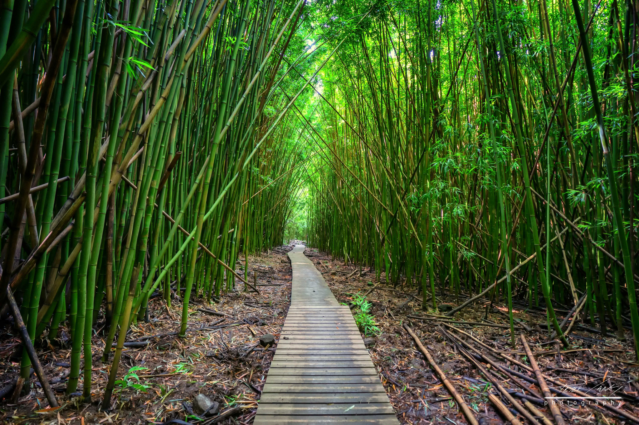 Sony a7 II + ZEISS Batis 18mm F2.8 sample photo. Pathway into the bamboo forest photography