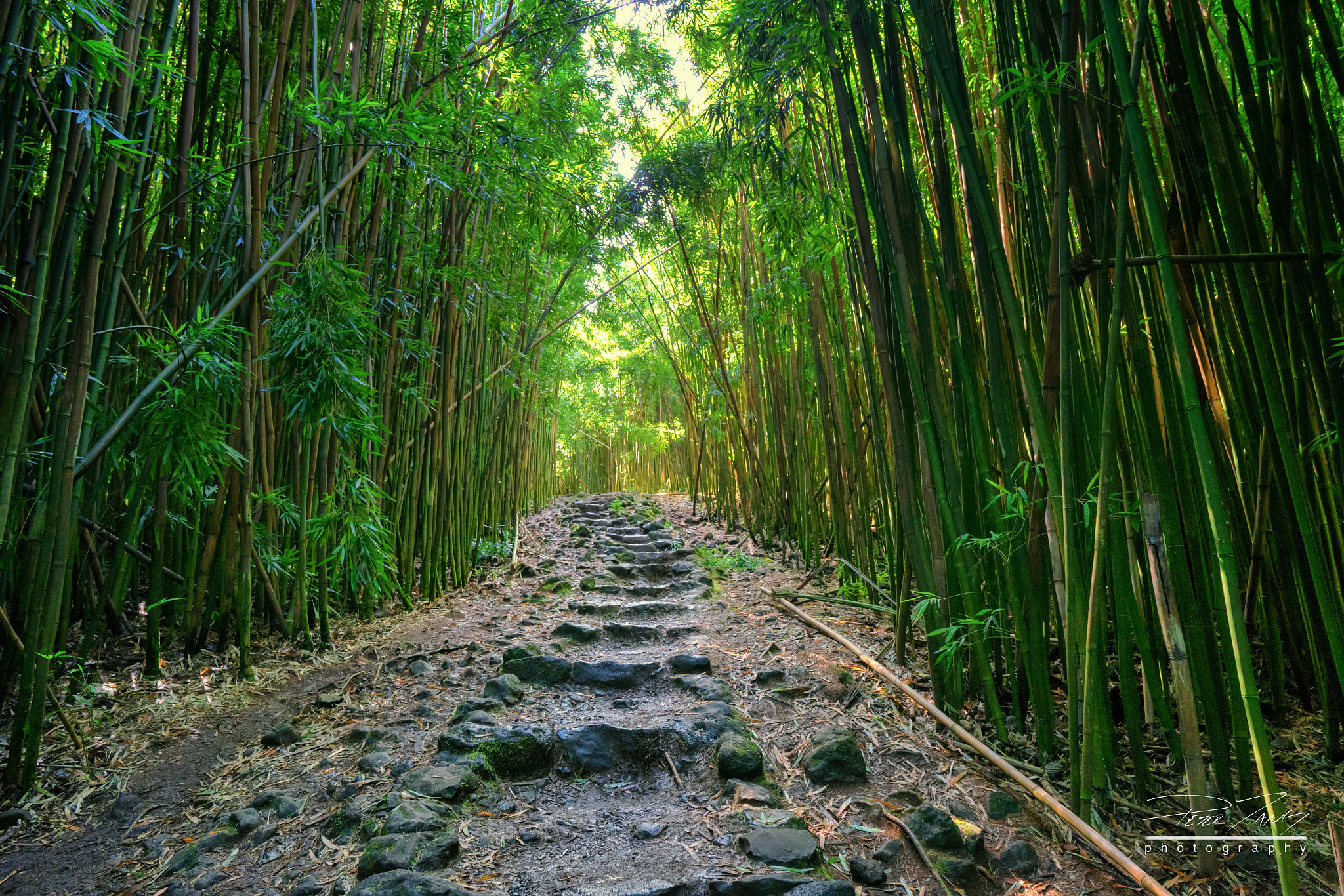 ZEISS Batis 18mm F2.8 sample photo. Bamboo rockpath photography