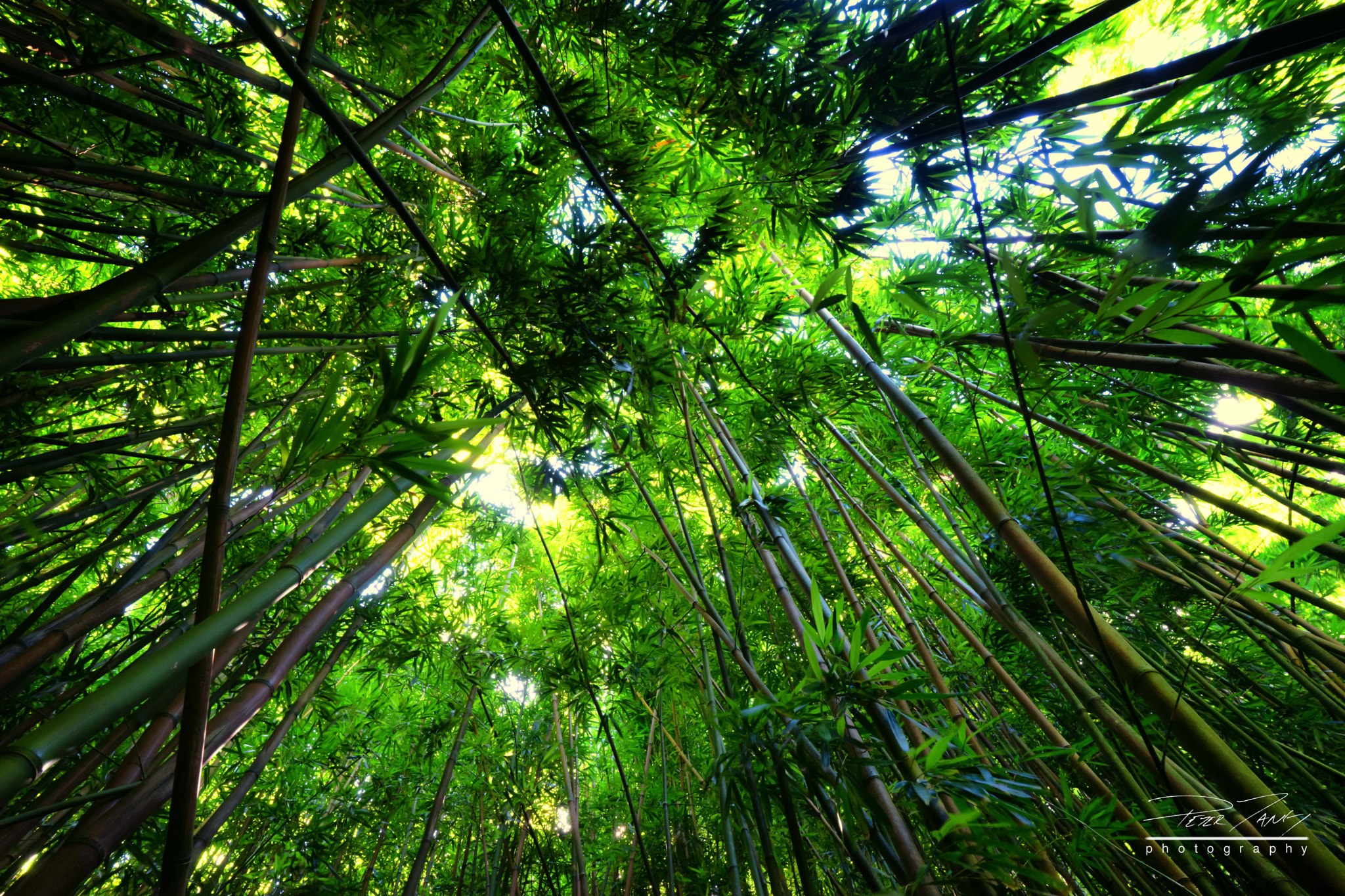 ZEISS Batis 18mm F2.8 sample photo. Bamboo heaven photography