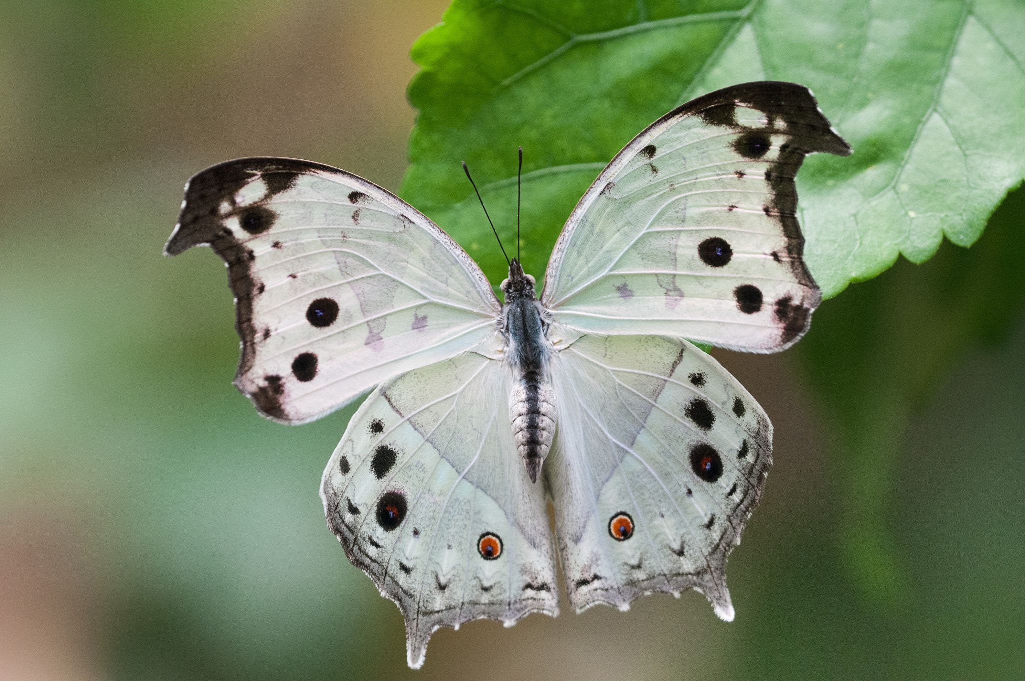 Sigma 150mm F2.8 EX DG OS Macro HSM sample photo. Protogoniomorpha parhassus photography