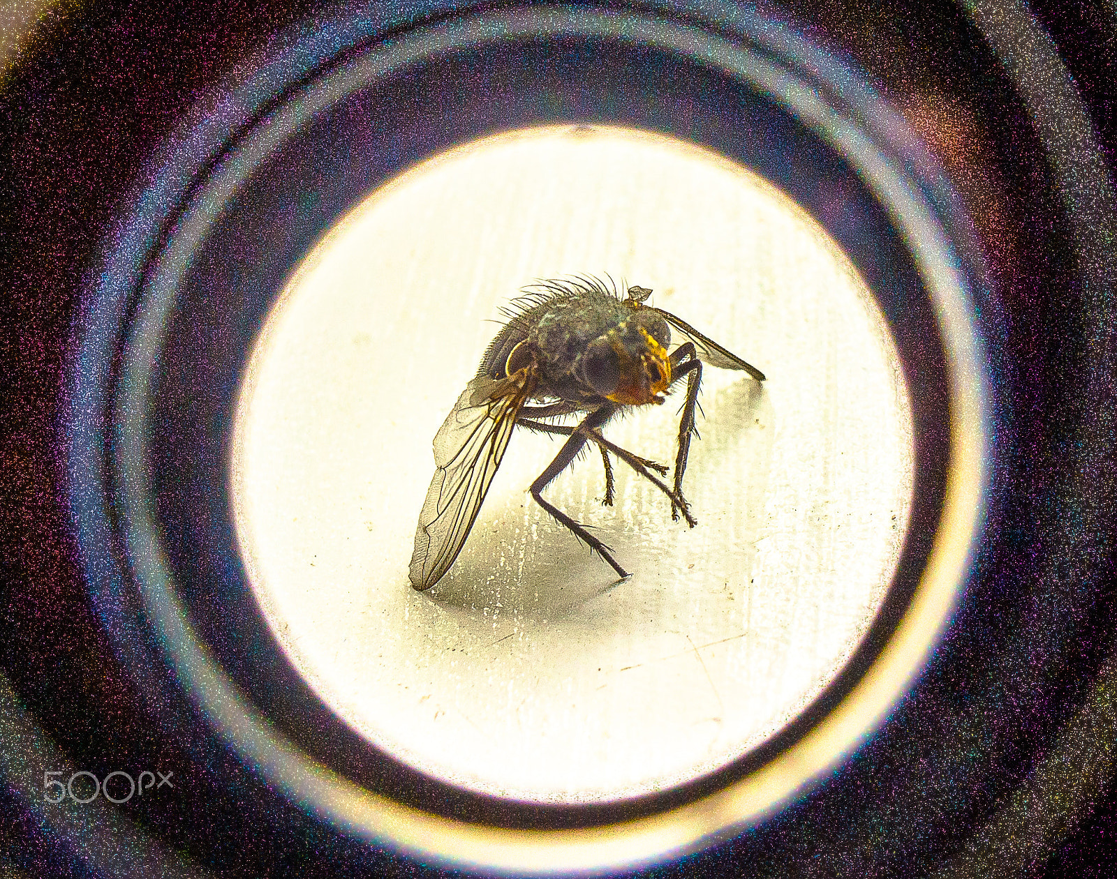 Nikon 1 J1 + Nikon 1 Nikkor 10mm F2.8 sample photo. Fly photography