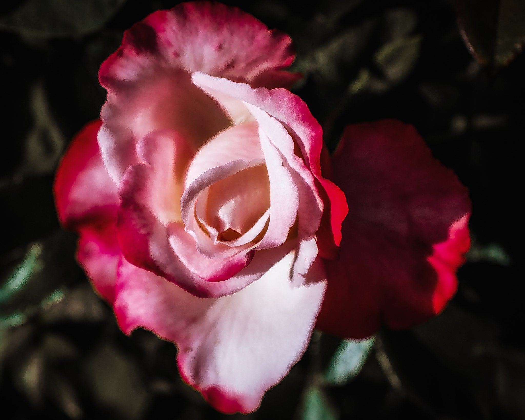 Nikon AF-S DX Micro Nikkor 40mm F2.8 sample photo. My perfect roses photography