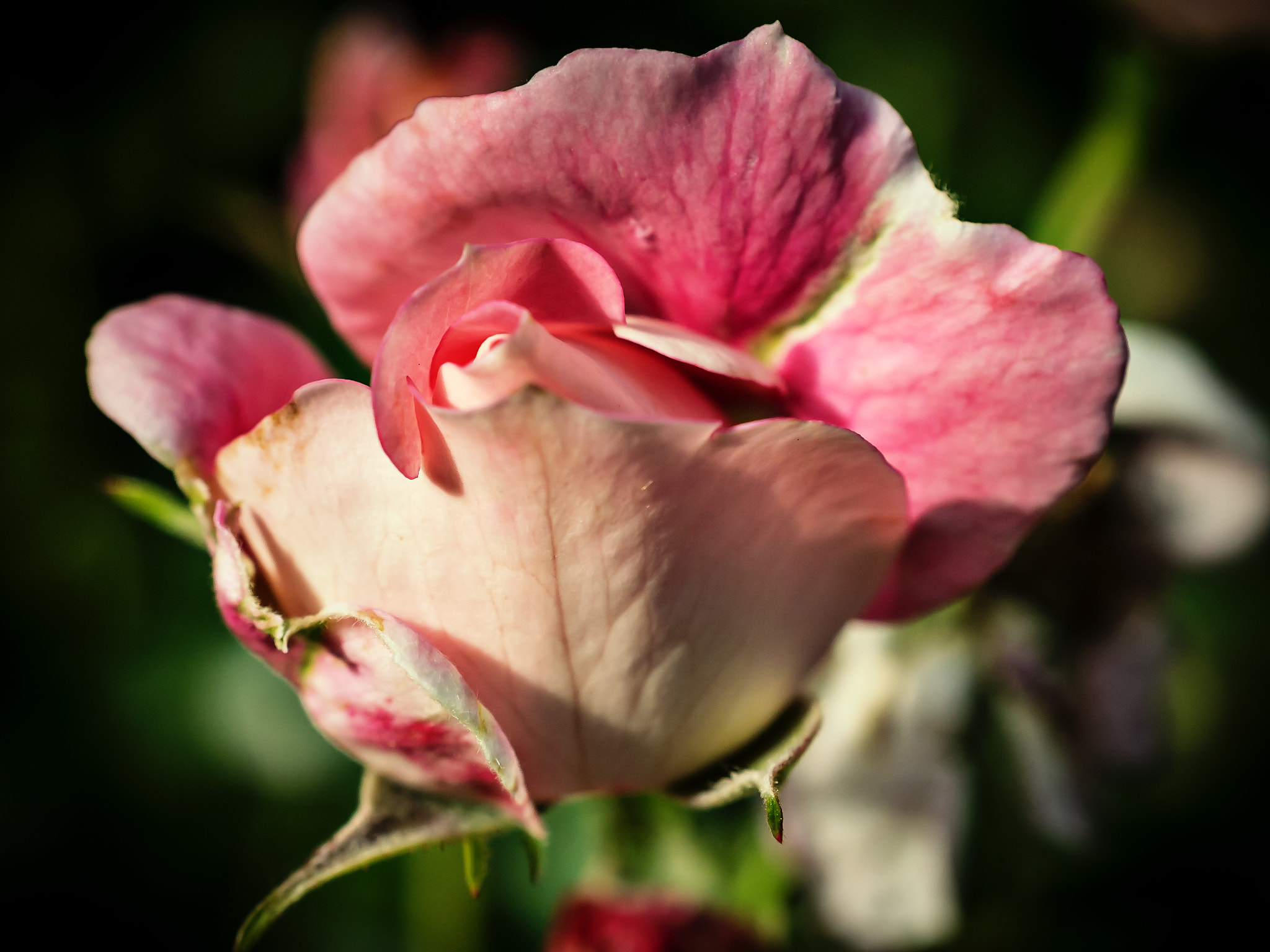 Nikon AF-S DX Micro Nikkor 40mm F2.8 sample photo. My perfect roses photography