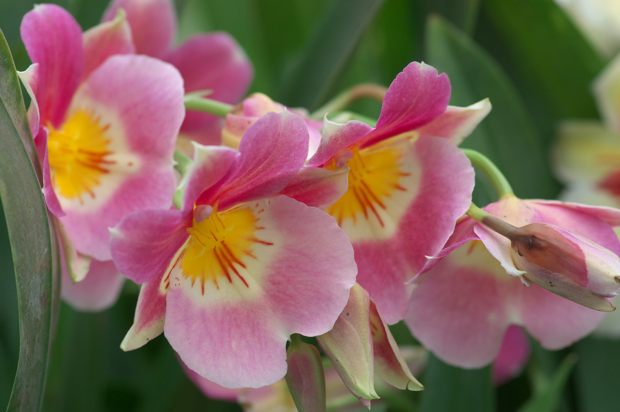 Pentax smc D-FA 100mm F2.8 Macro WR sample photo