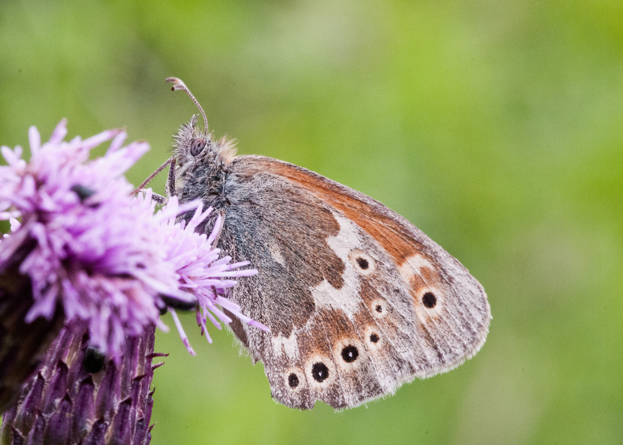 Sigma 105mm F2.8 EX DG OS HSM sample photo. Large heath photography