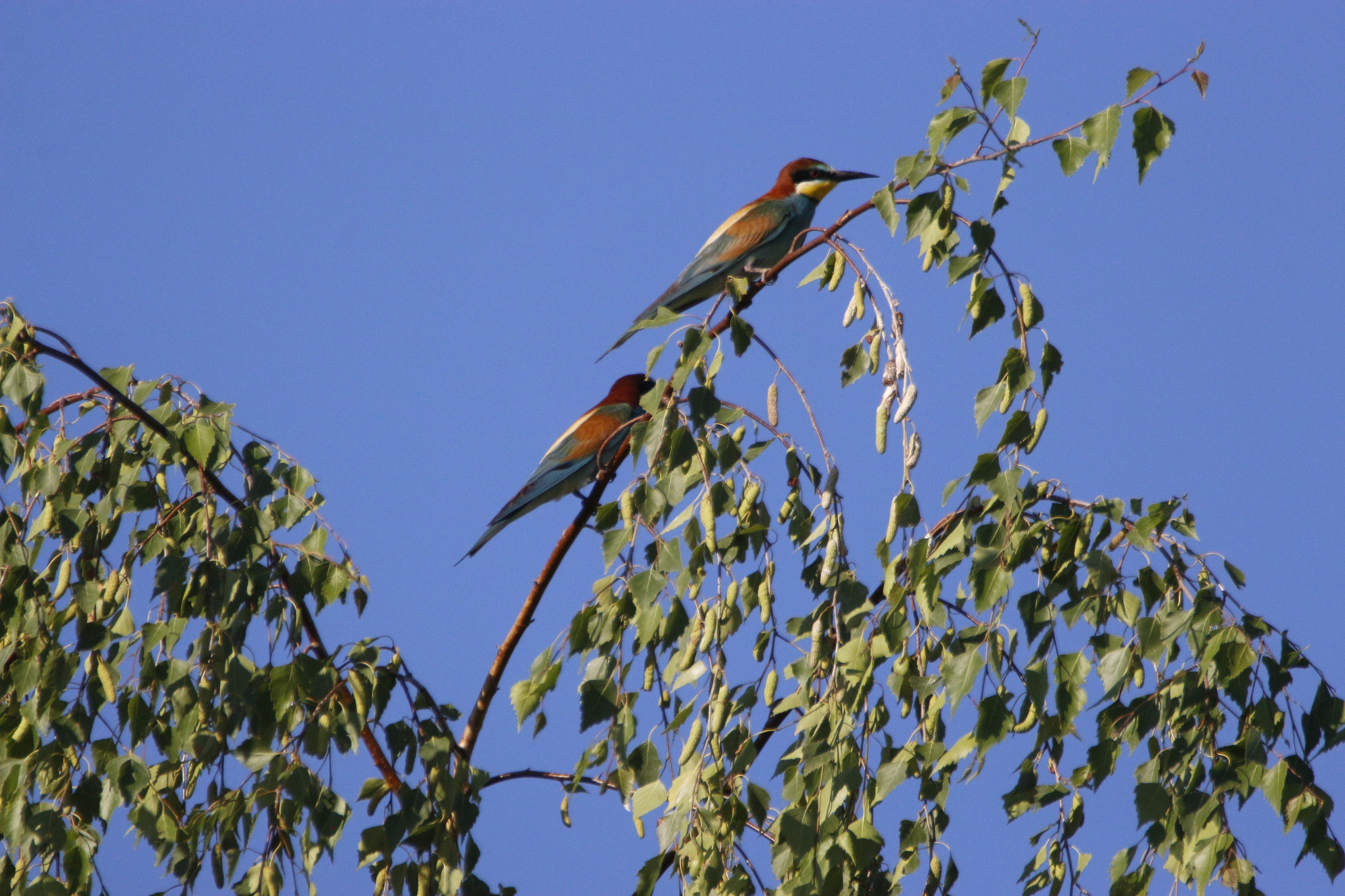 Sigma 150-600mm F5-6.3 DG OS HSM | S sample photo. Bee eater photography
