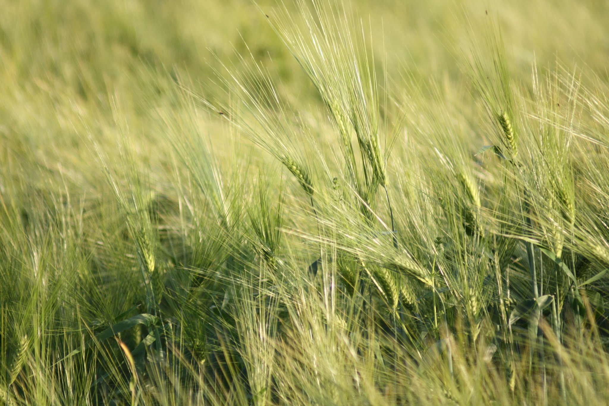 Canon EF 80-200mm F4.5-5.6 II sample photo. Norwegian barley 2 photography