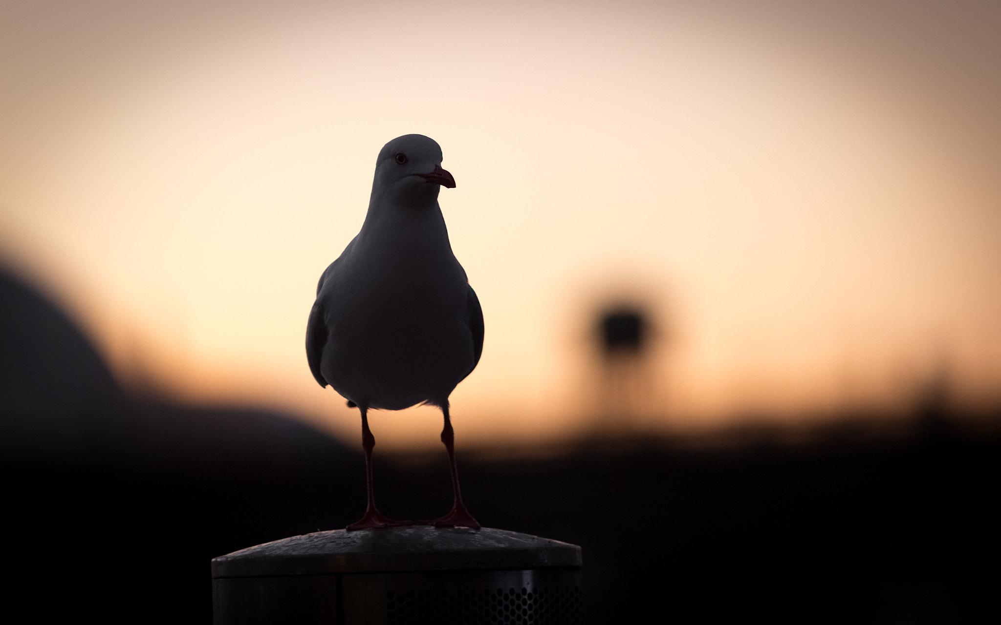 Canon EF 70-200mm F2.8L USM sample photo. Seagull & sunset photography